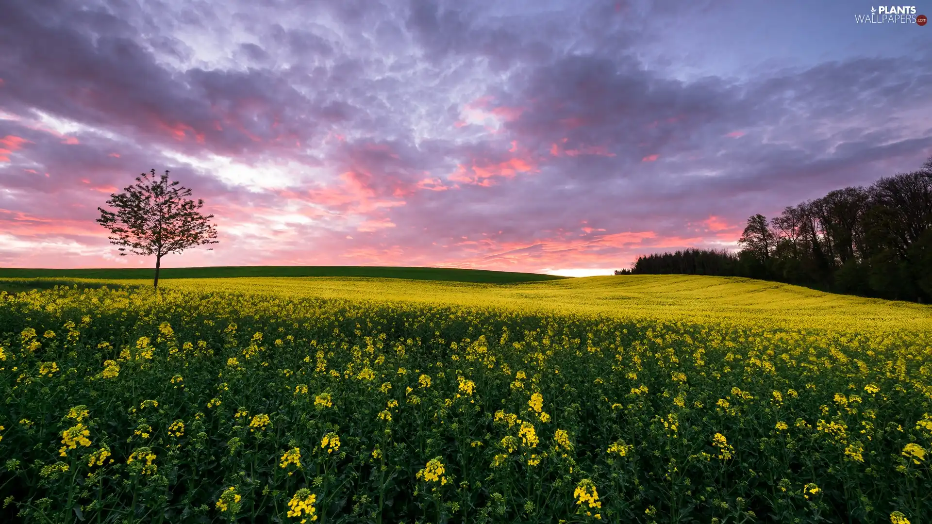 trees, Field, Great Sunsets, clouds, viewes, rape