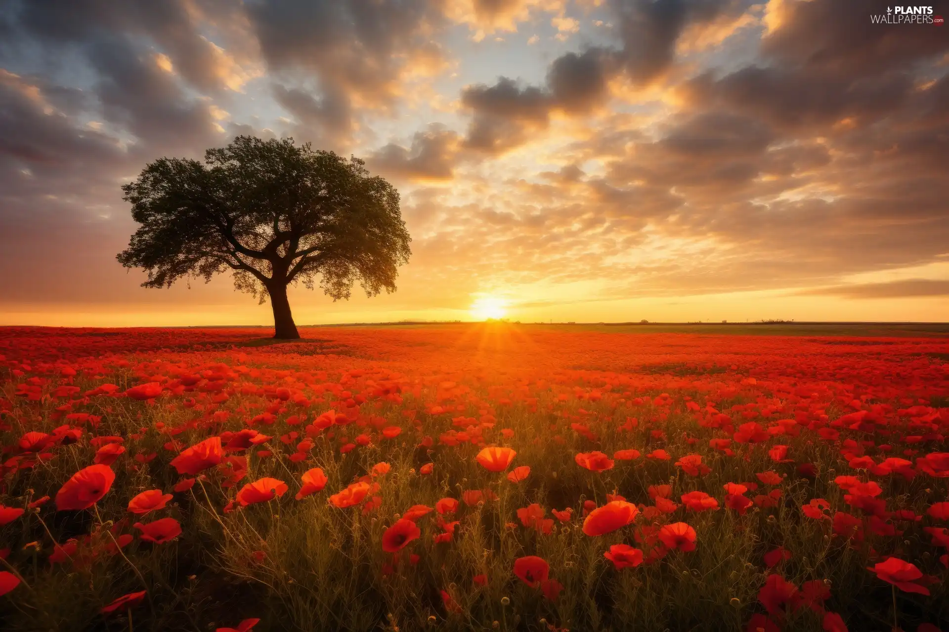 papavers, Field, Great Sunsets, trees, Sky, Red
