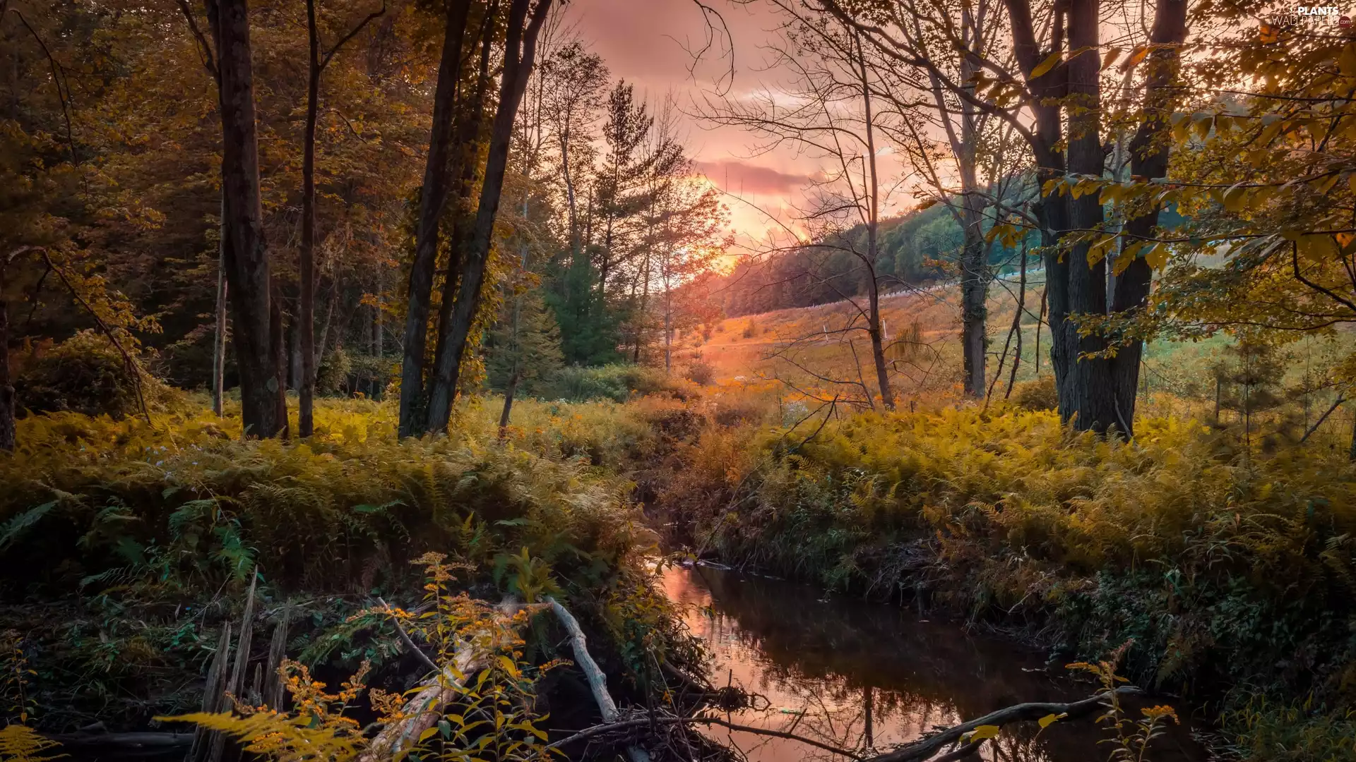 viewes, forest, Great Sunsets, stream, autumn, trees