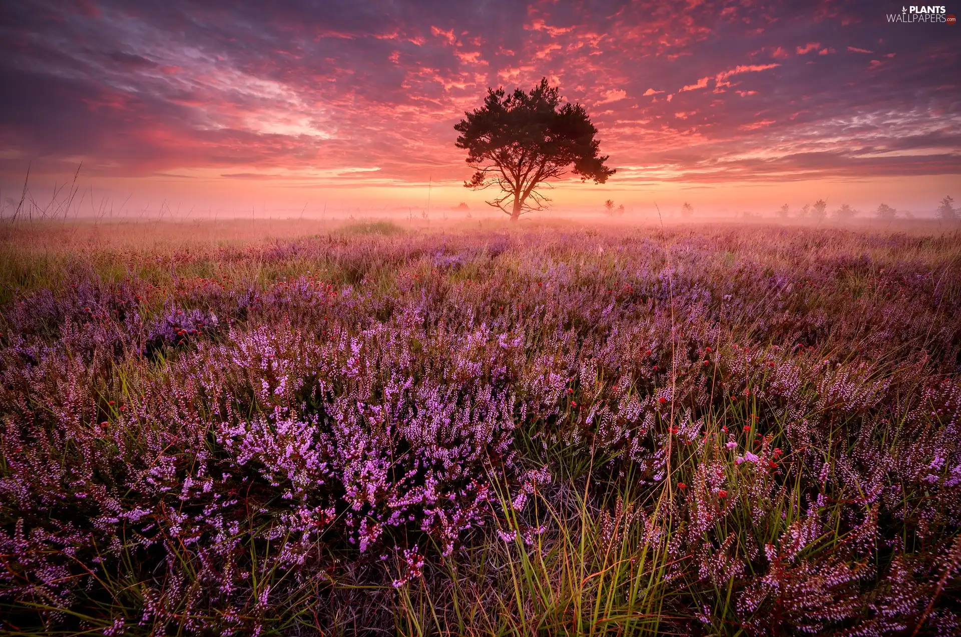 trees, heathers, Great Sunsets, clouds, Fog, heath