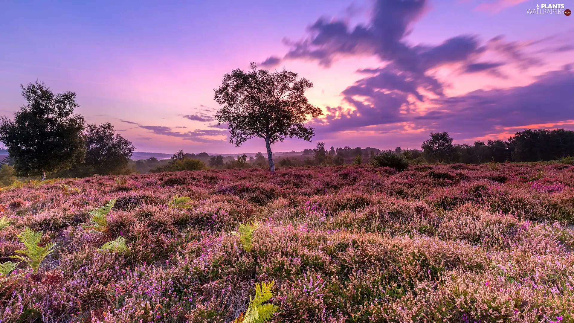 trees, heathers, Great Sunsets, clouds, viewes, heath