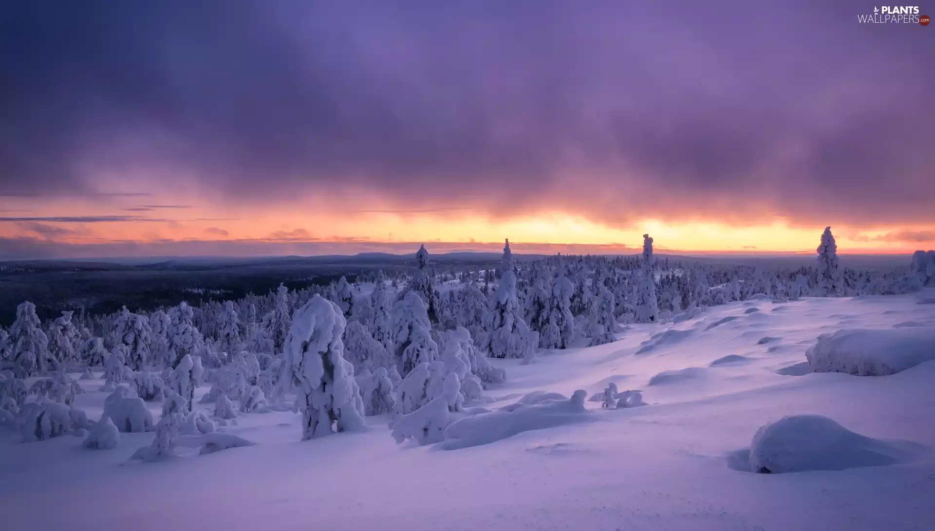 The Hills, Great Sunsets, trees, viewes, winter