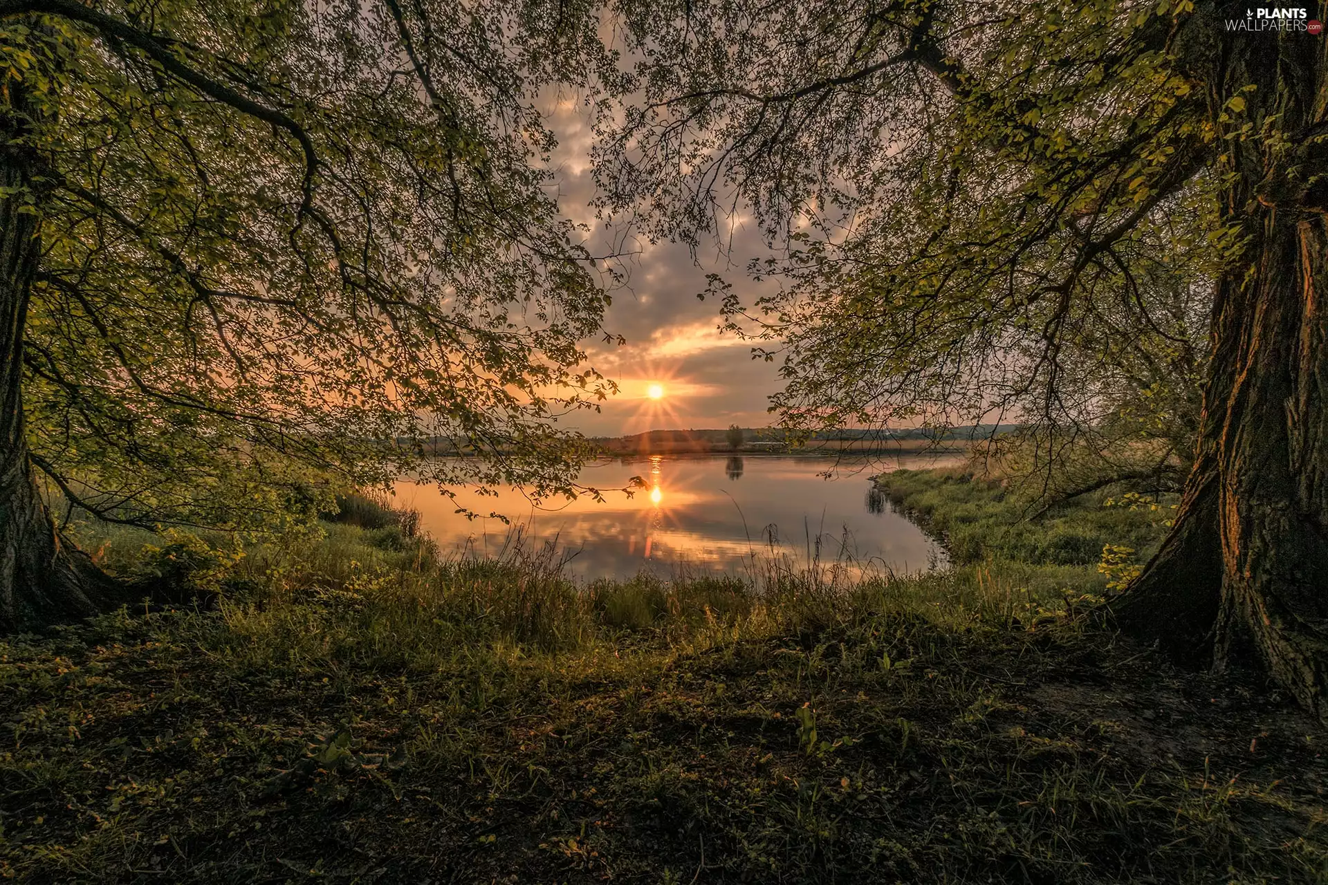 trees, lake, Great Sunsets, clouds, viewes, grass