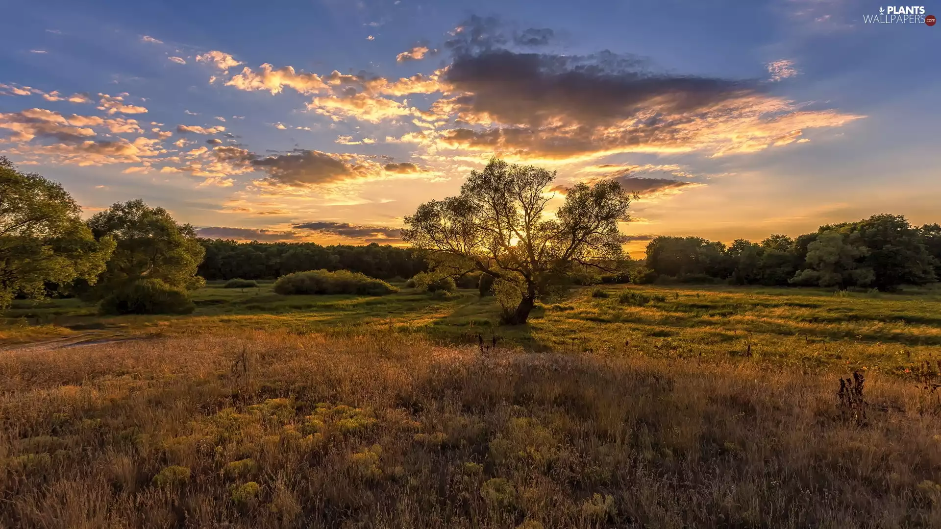 trees, Meadow, Great Sunsets, clouds, viewes, grass