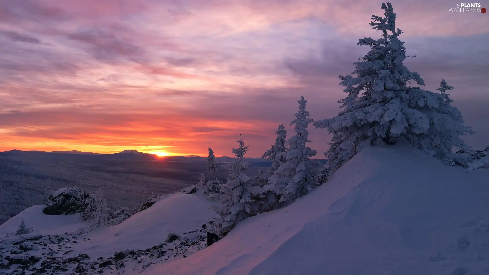 viewes, Mountains, Great Sunsets, winter, Spruces, trees