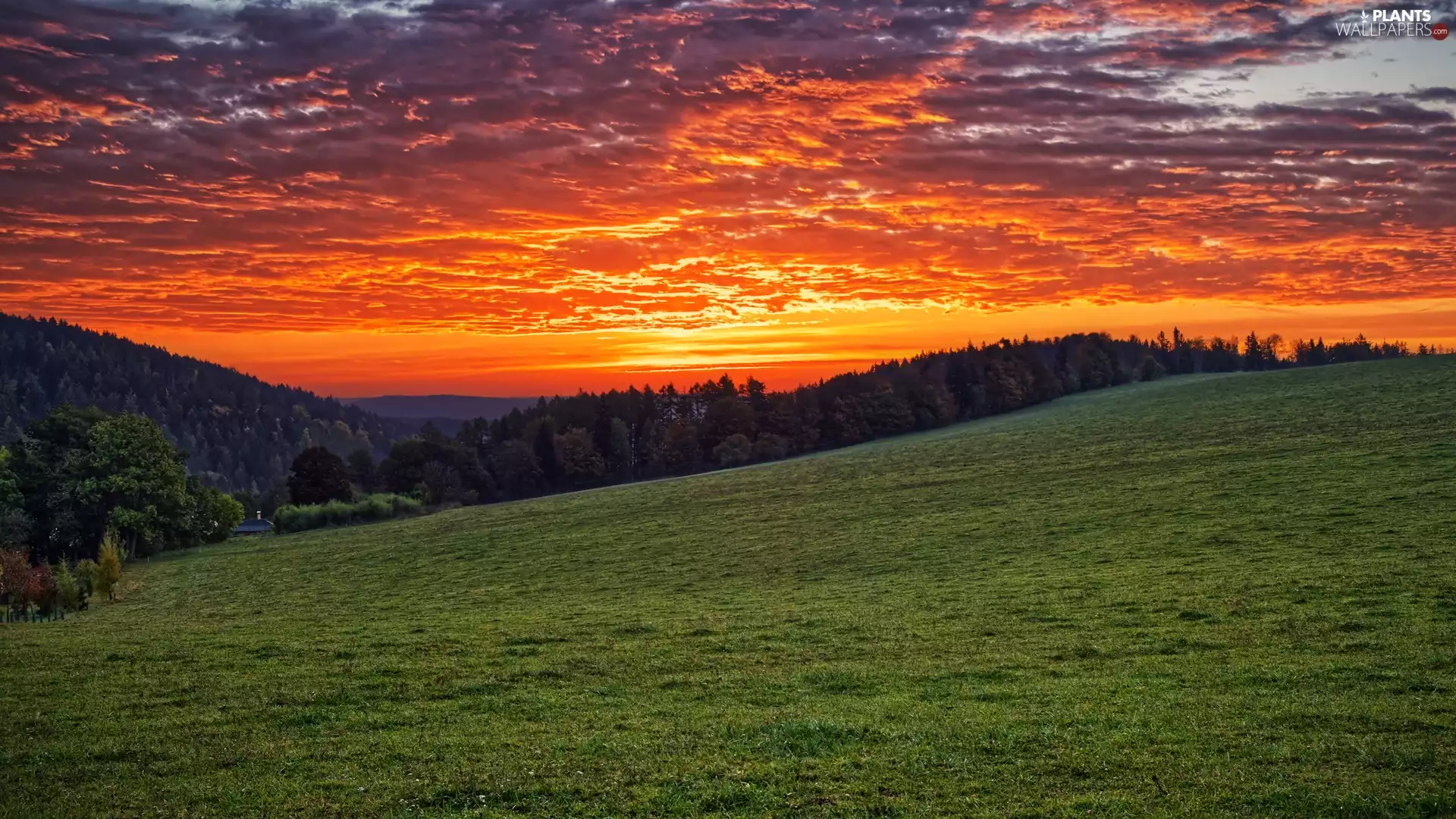trees, Mountains, Great Sunsets, clouds, viewes, woods