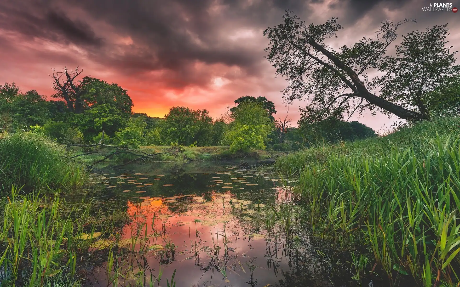 viewes, River, Great Sunsets, clouds, grass, trees