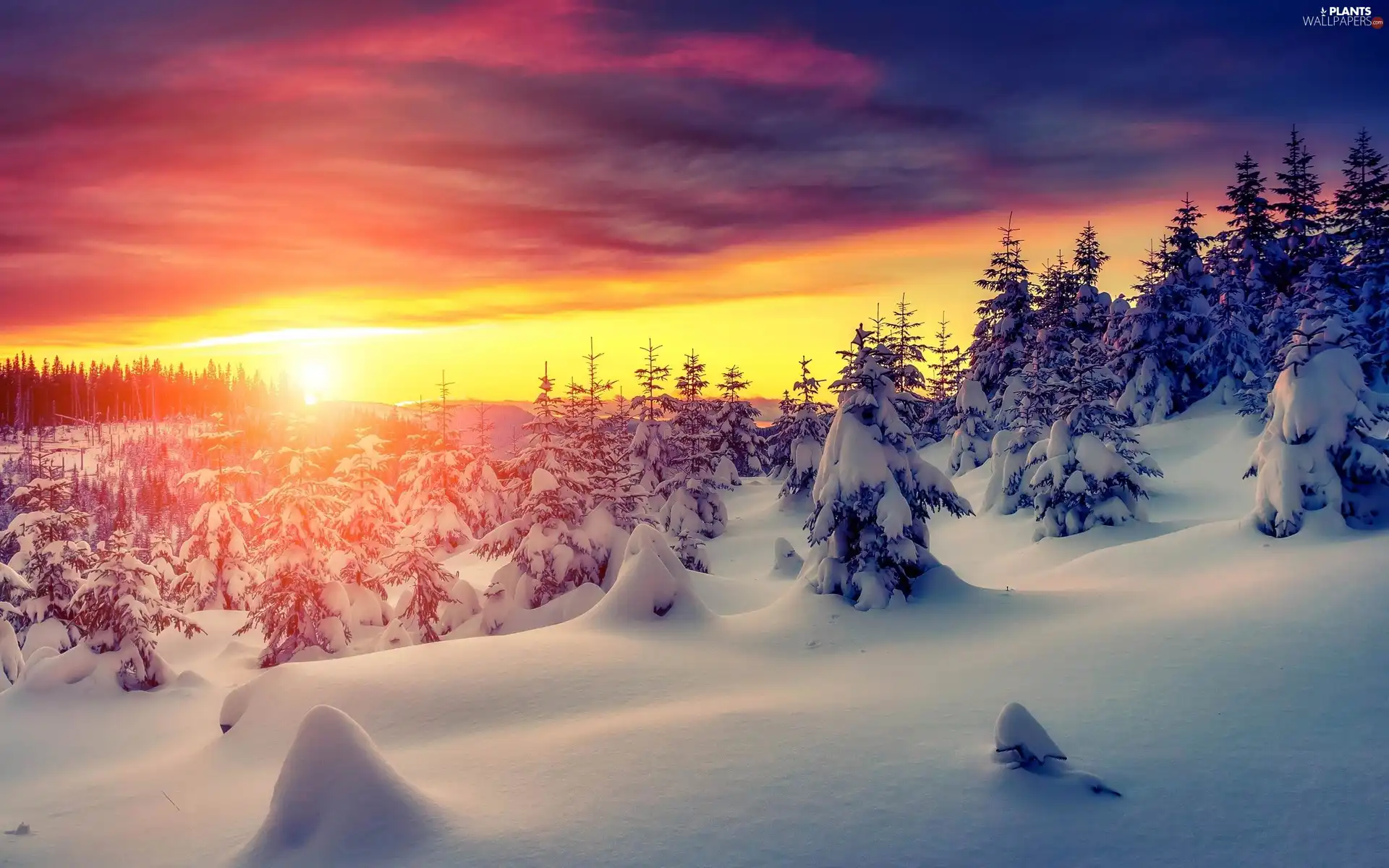 trees, winter, Great Sunsets, Spruces, viewes, snow