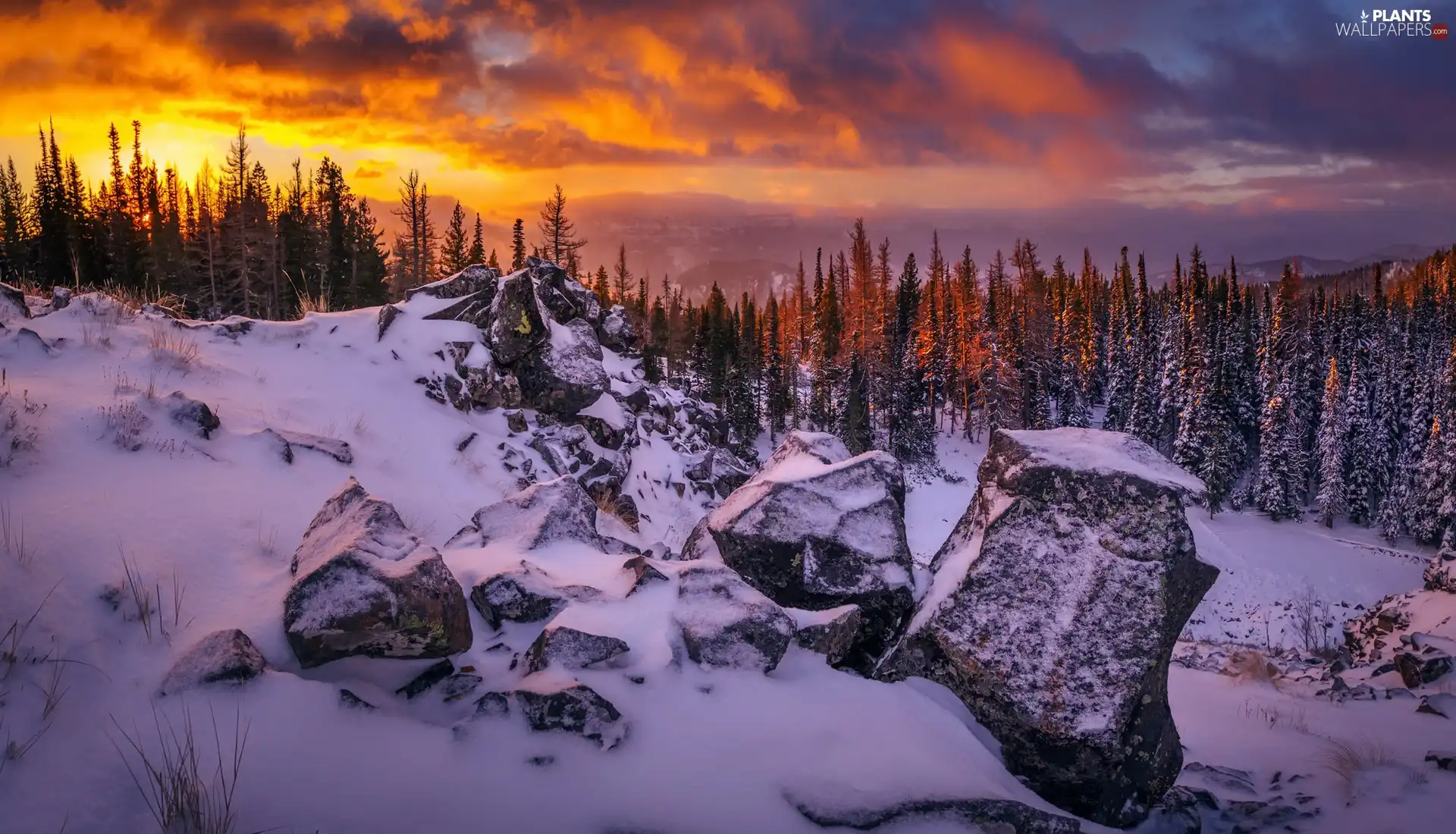 trees, winter, Great Sunsets, Stones, viewes, snow