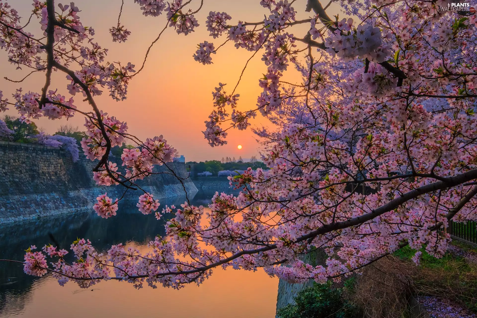 Blossoming, Spring, Great Sunsets, canal, cherry, Twigs