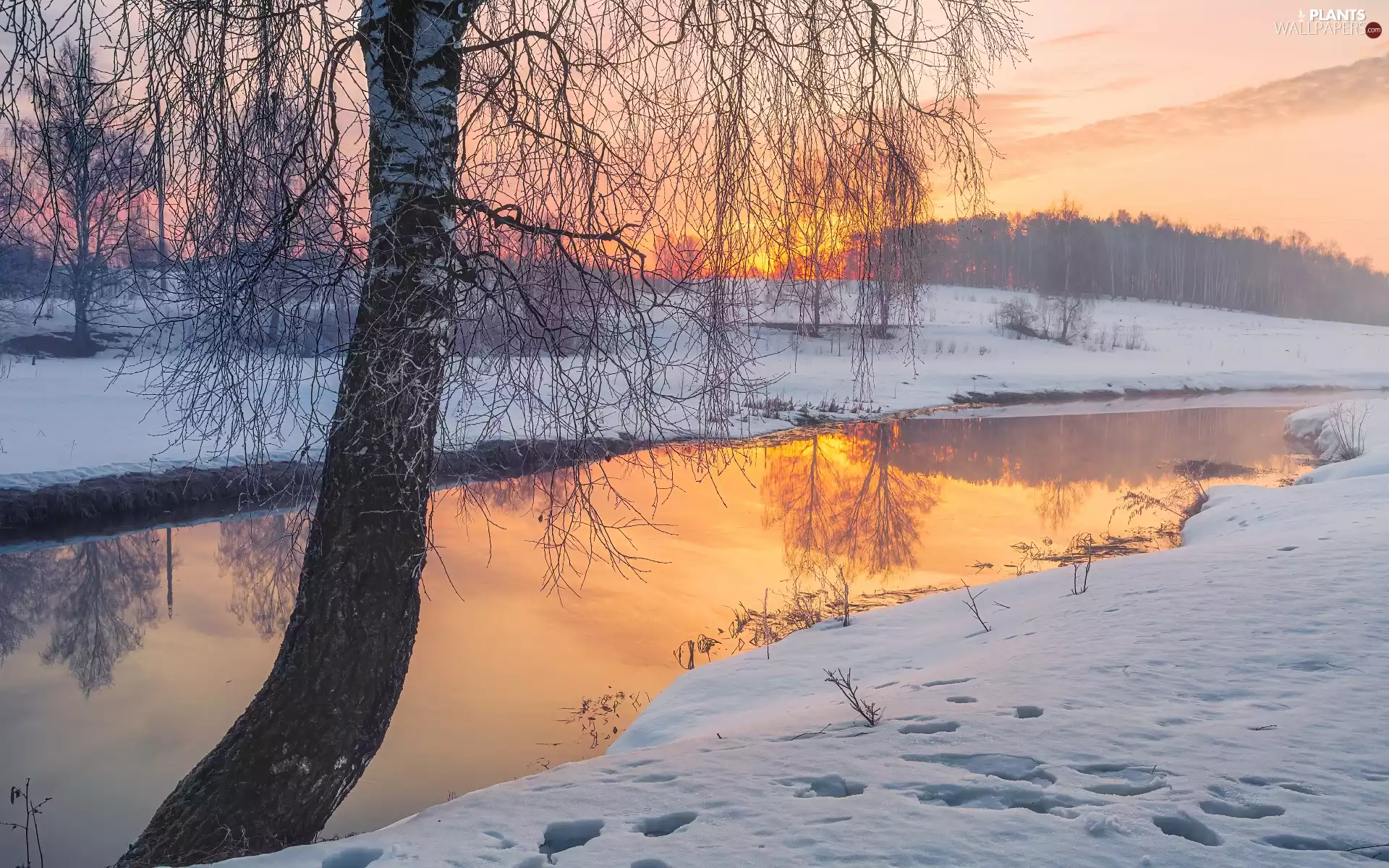 birch-tree, Great Sunsets, River, trees, winter