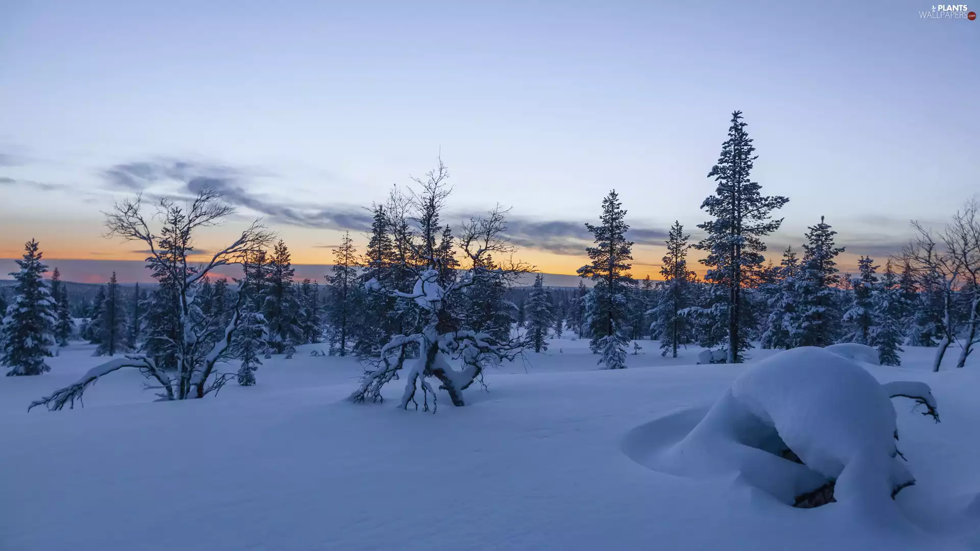 forest, trees, Great Sunsets, winter, drifts, viewes