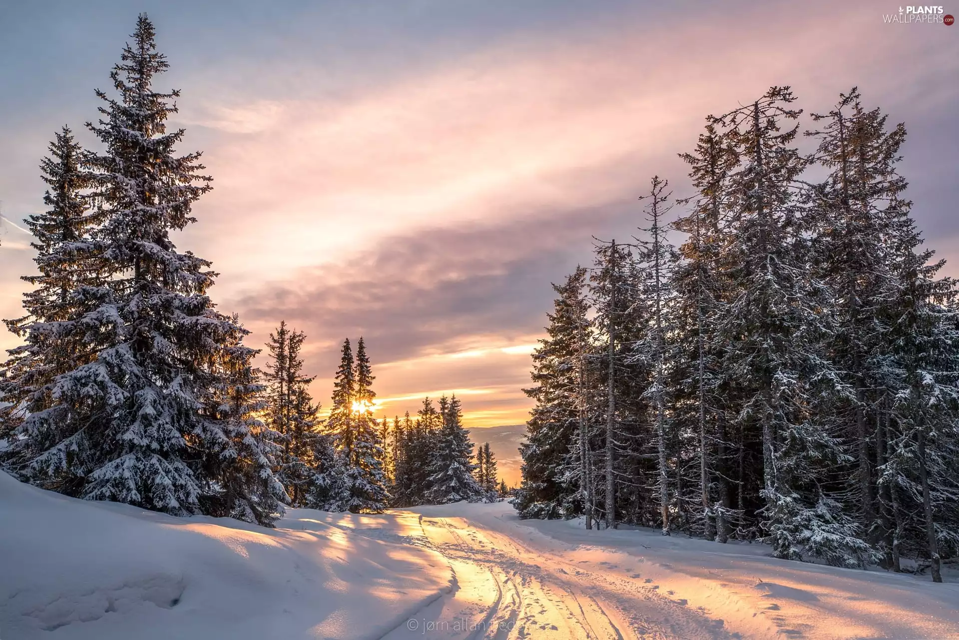 trees, winter, Great Sunsets, Way, viewes, forest