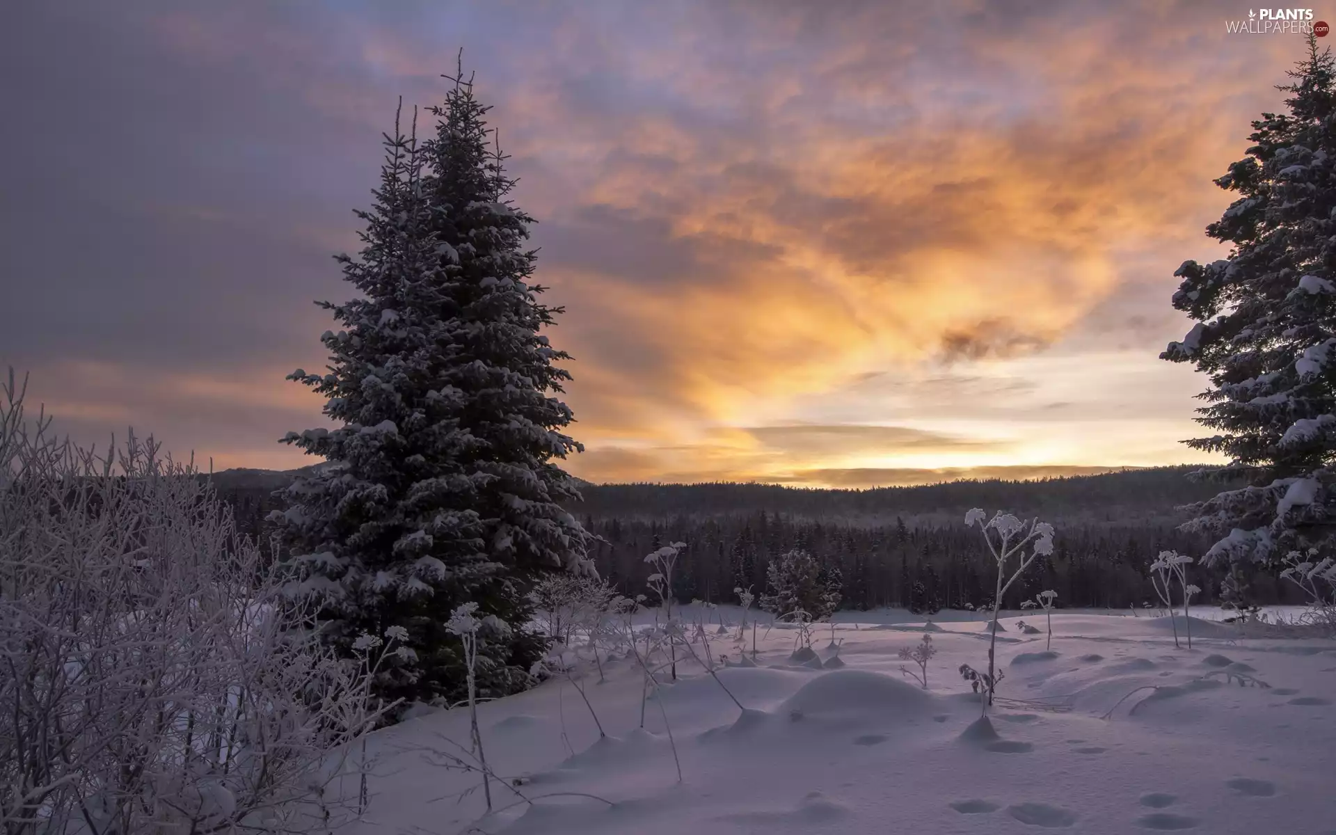 viewes, winter, Great Sunsets, clouds, forest, trees