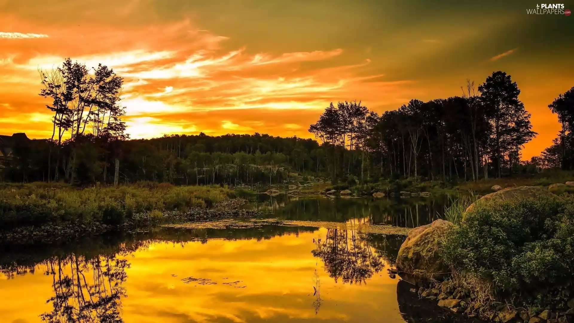 lake, forest, Great Sunsets