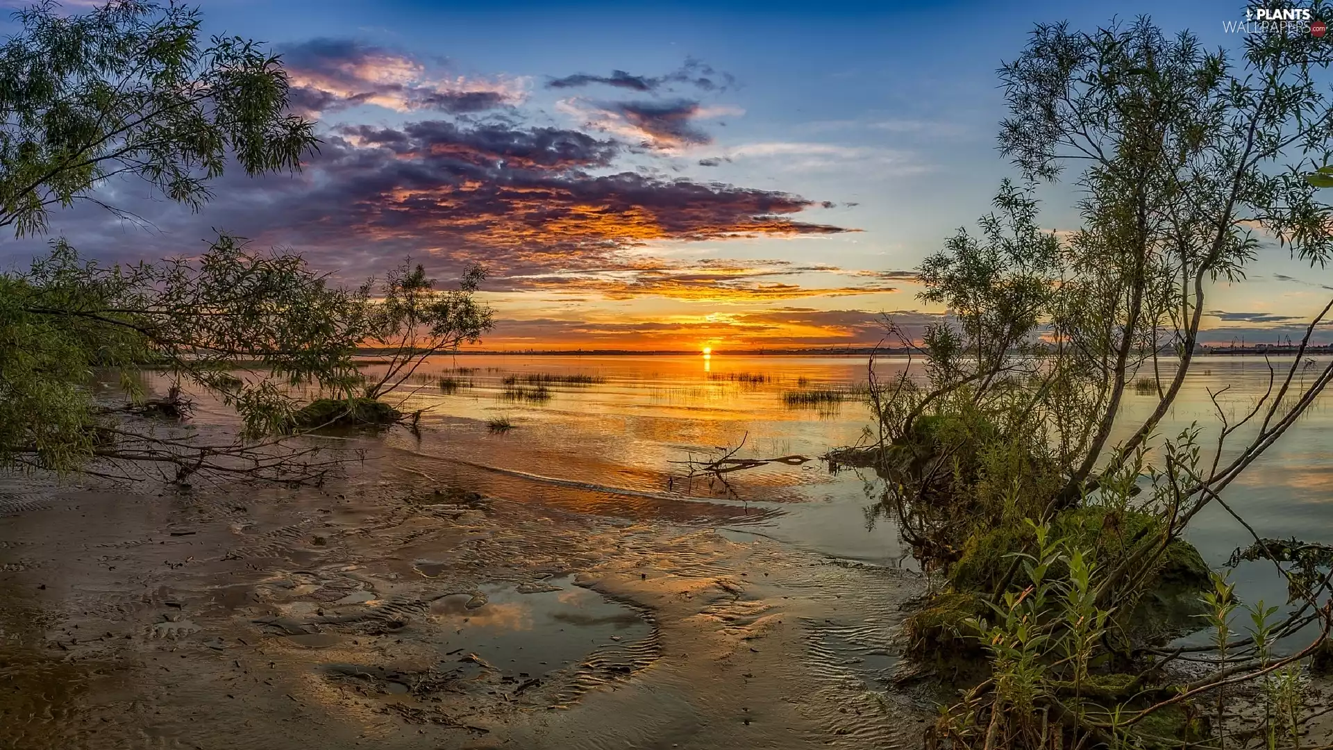 viewes, Bush, Great Sunsets, trees, lake