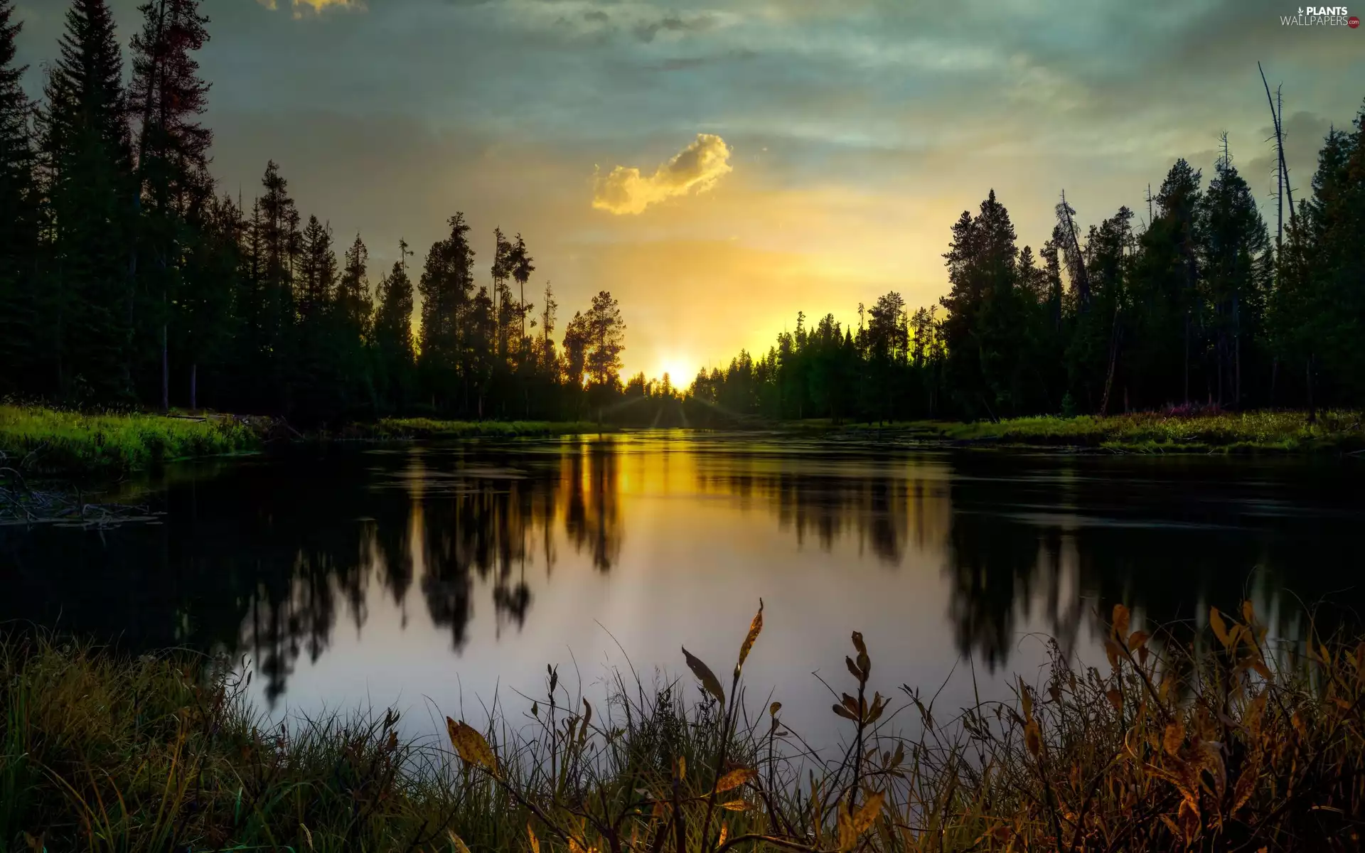 viewes, forest, Great Sunsets, trees, lake