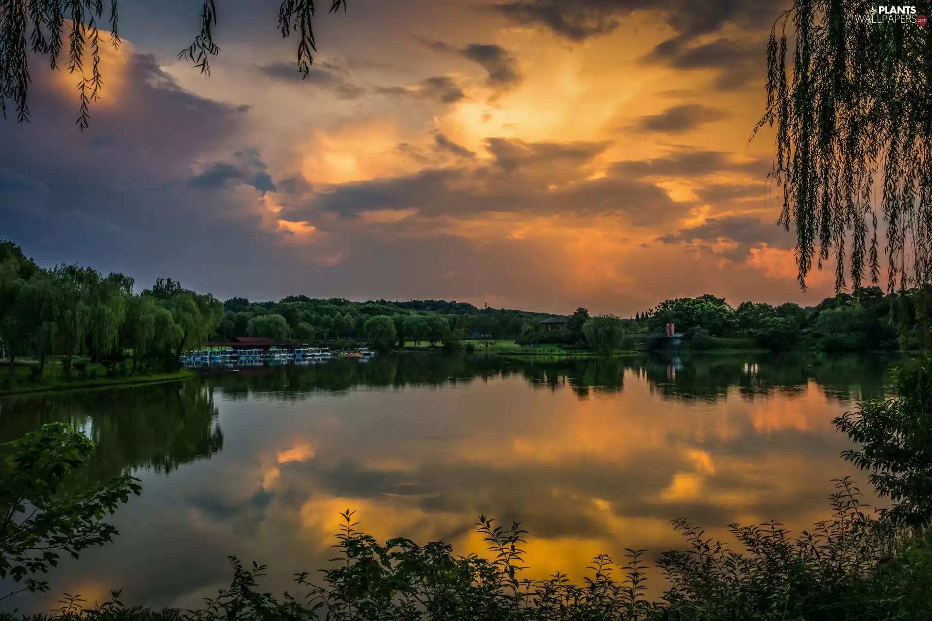 viewes, Leaf, Great Sunsets, trees, lake