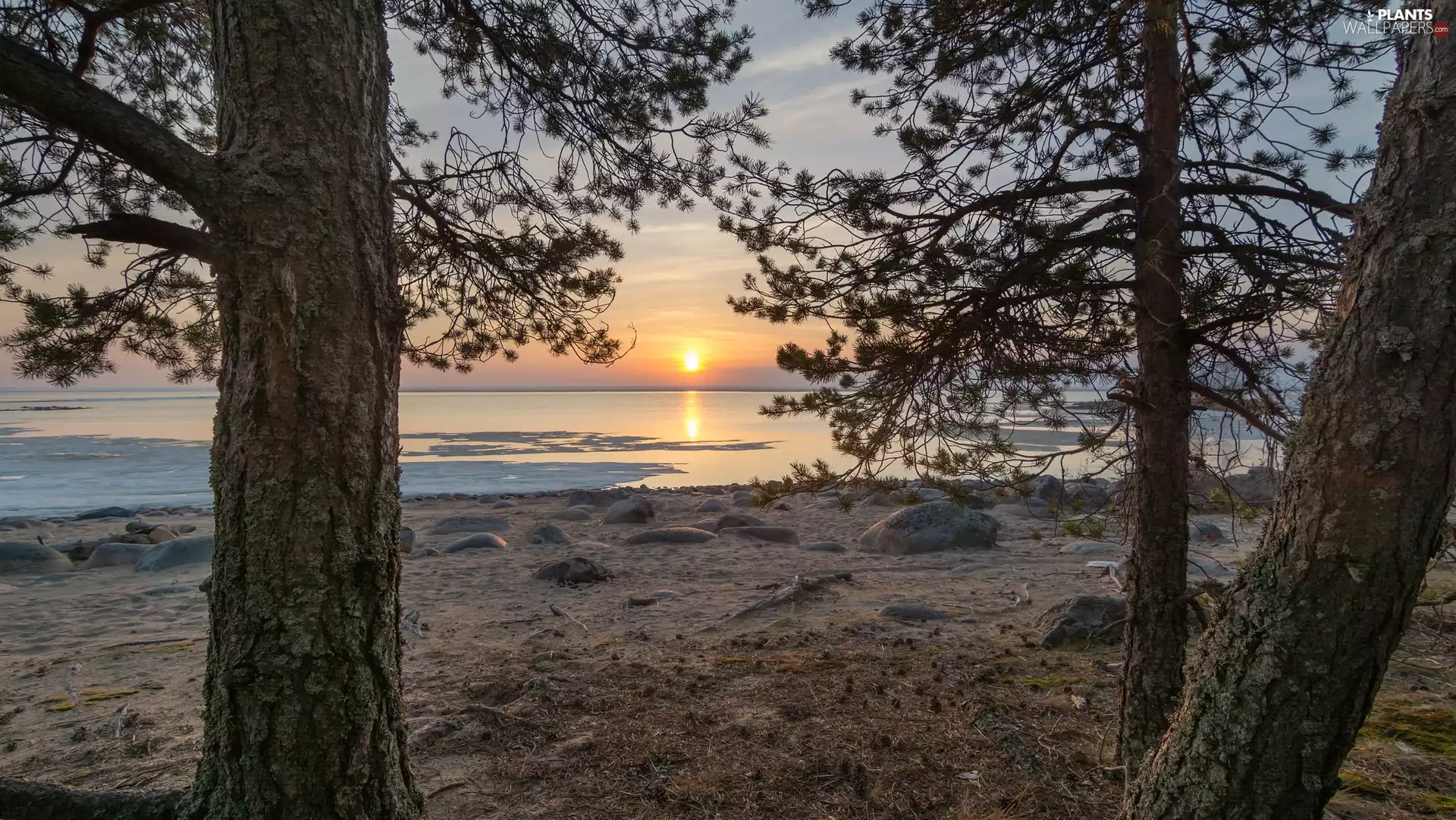 viewes, pine, Great Sunsets, trees, lake