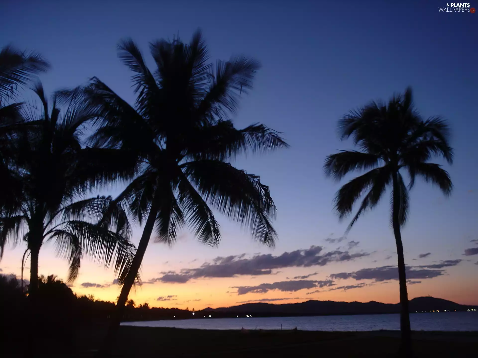 Great Sunsets, lake, Australia, Palms