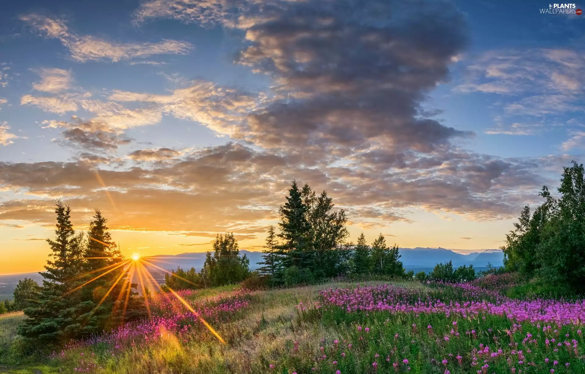 State of Alaska, The United States, Butte, Meadow, viewes, Rays of Sun flowers, clouds, trees, Great Sunsets