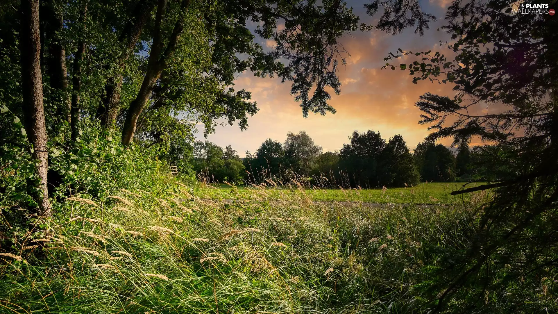 trees, grass, Meadow, clouds, summer, viewes, Great Sunsets