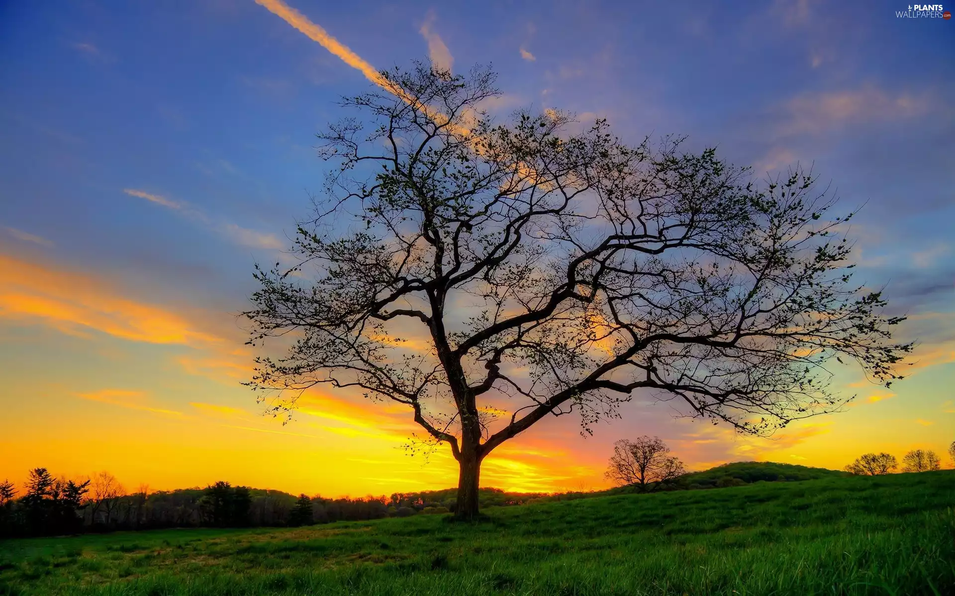 Meadow, trees, Great Sunsets