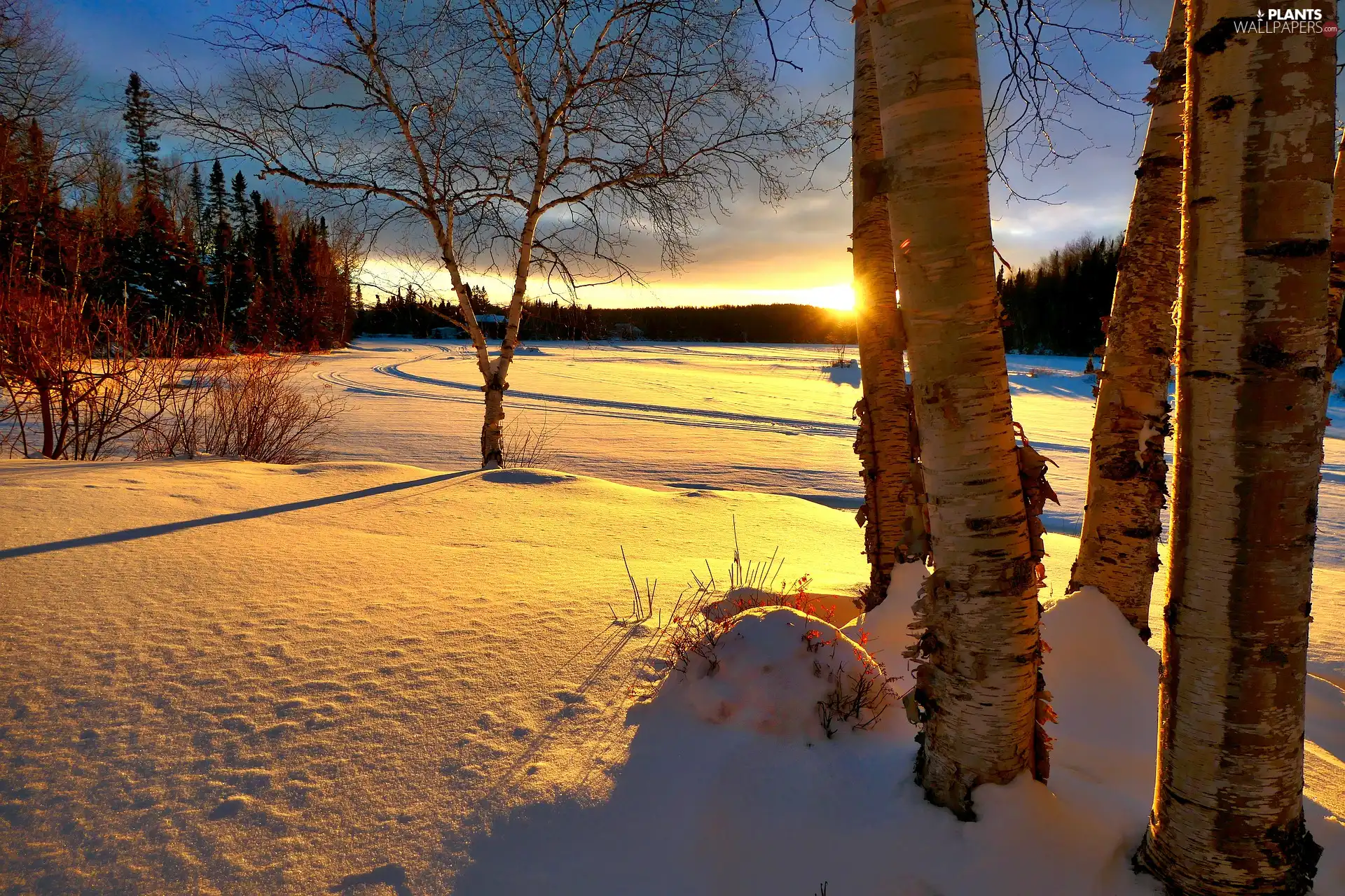 birch, trees, Meadow, viewes, winter, snowy, Great Sunsets