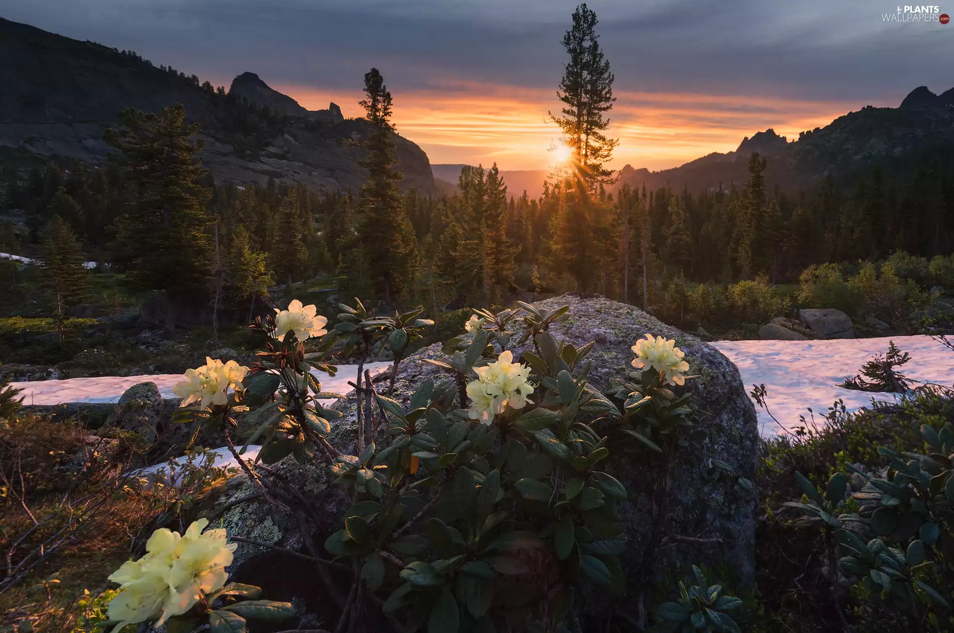 trees, rhododendron, Mountains, Stone, rhododendron, viewes, Great Sunsets