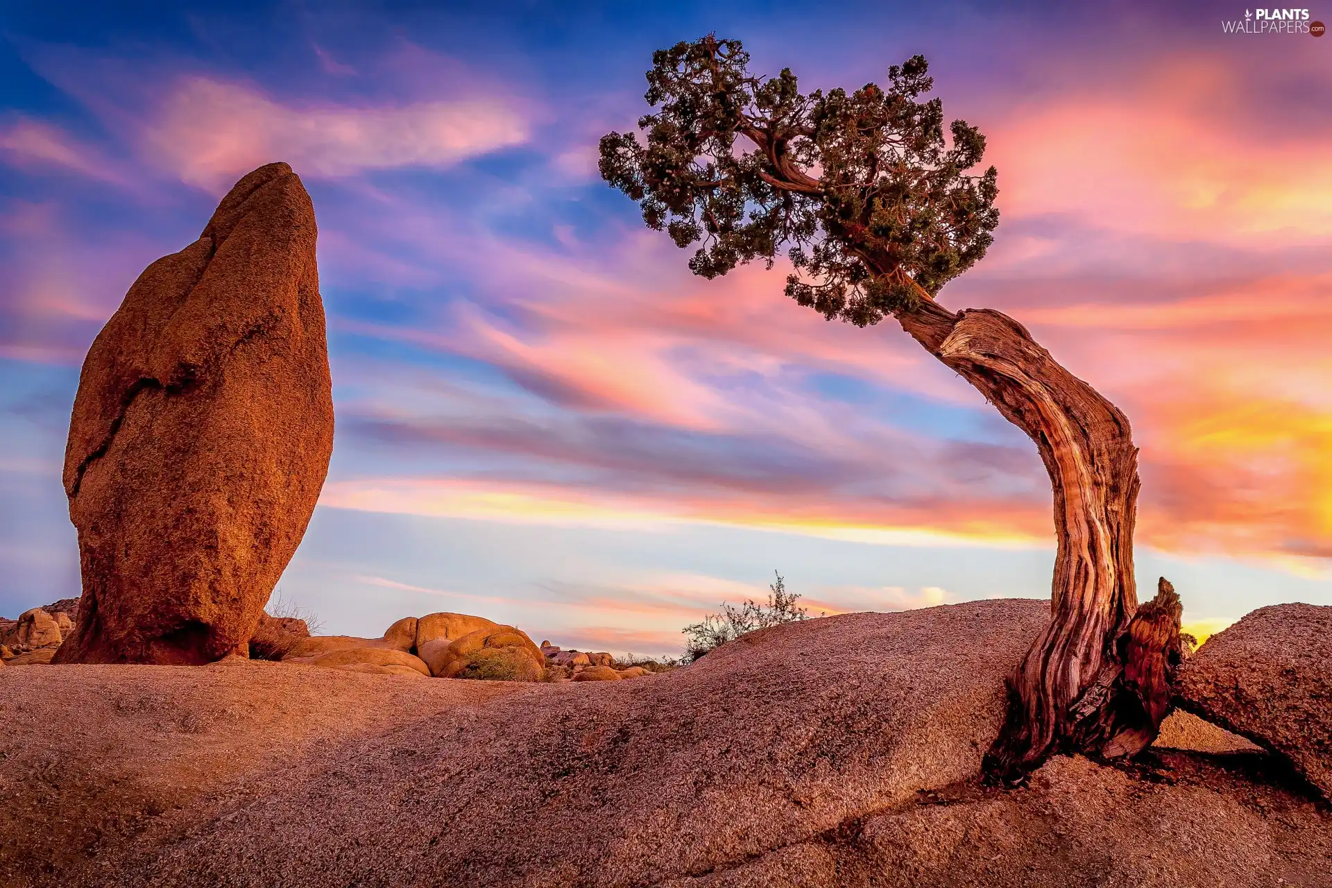 Joshua Tree National Park, The United States, trees, Great Sunsets, rocks, California