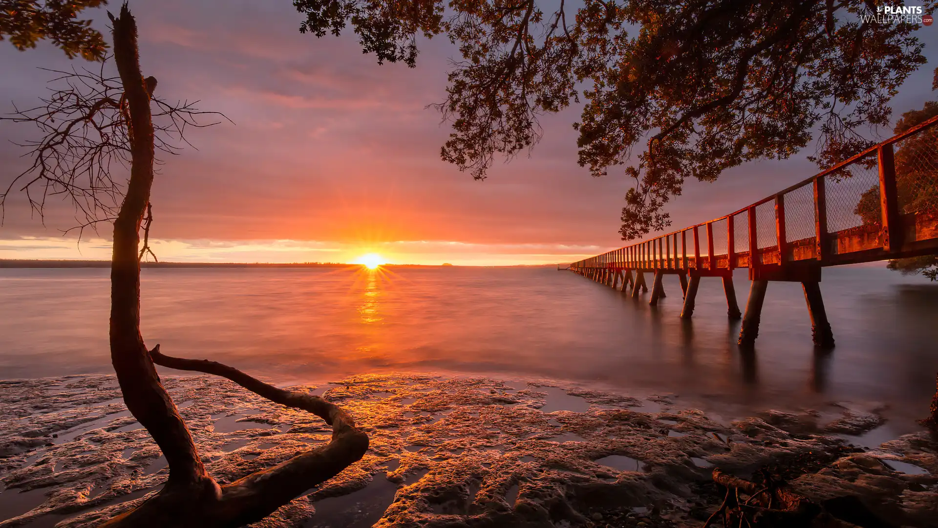 Great Sunsets, Platform, trees, lake