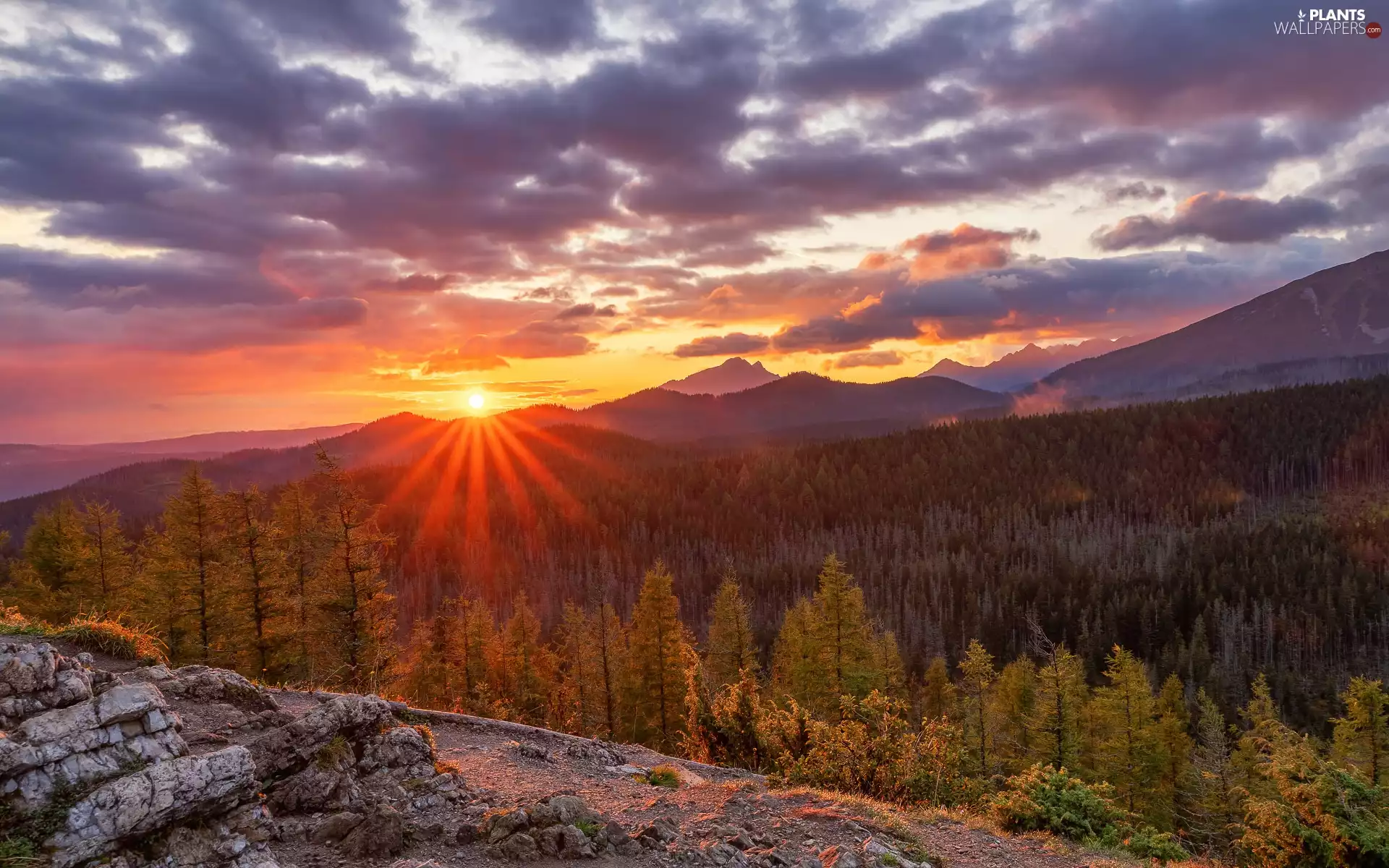 viewes, forest, clouds, trees, Mountains, Great Sunsets, rays of the Sun