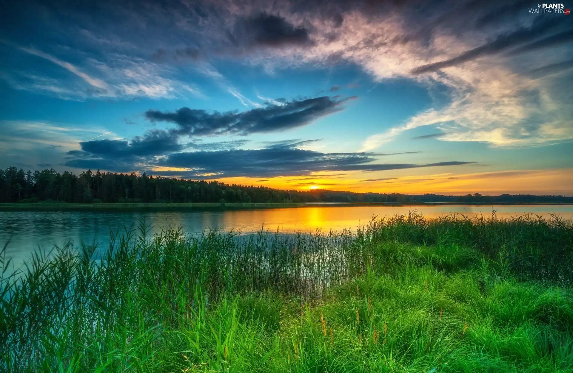 trees, viewes, Great Sunsets, grass, River