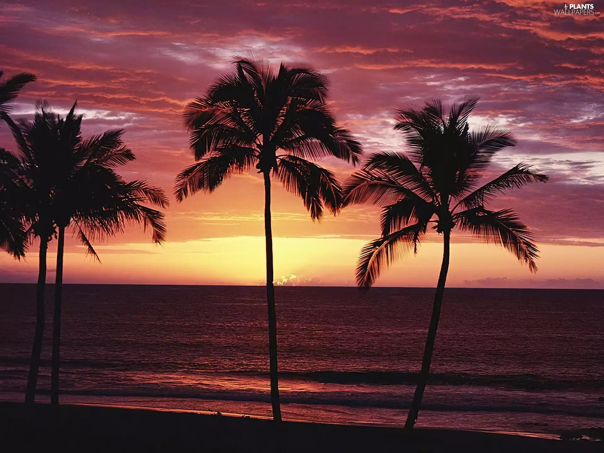 sea, Palms, Great Sunsets