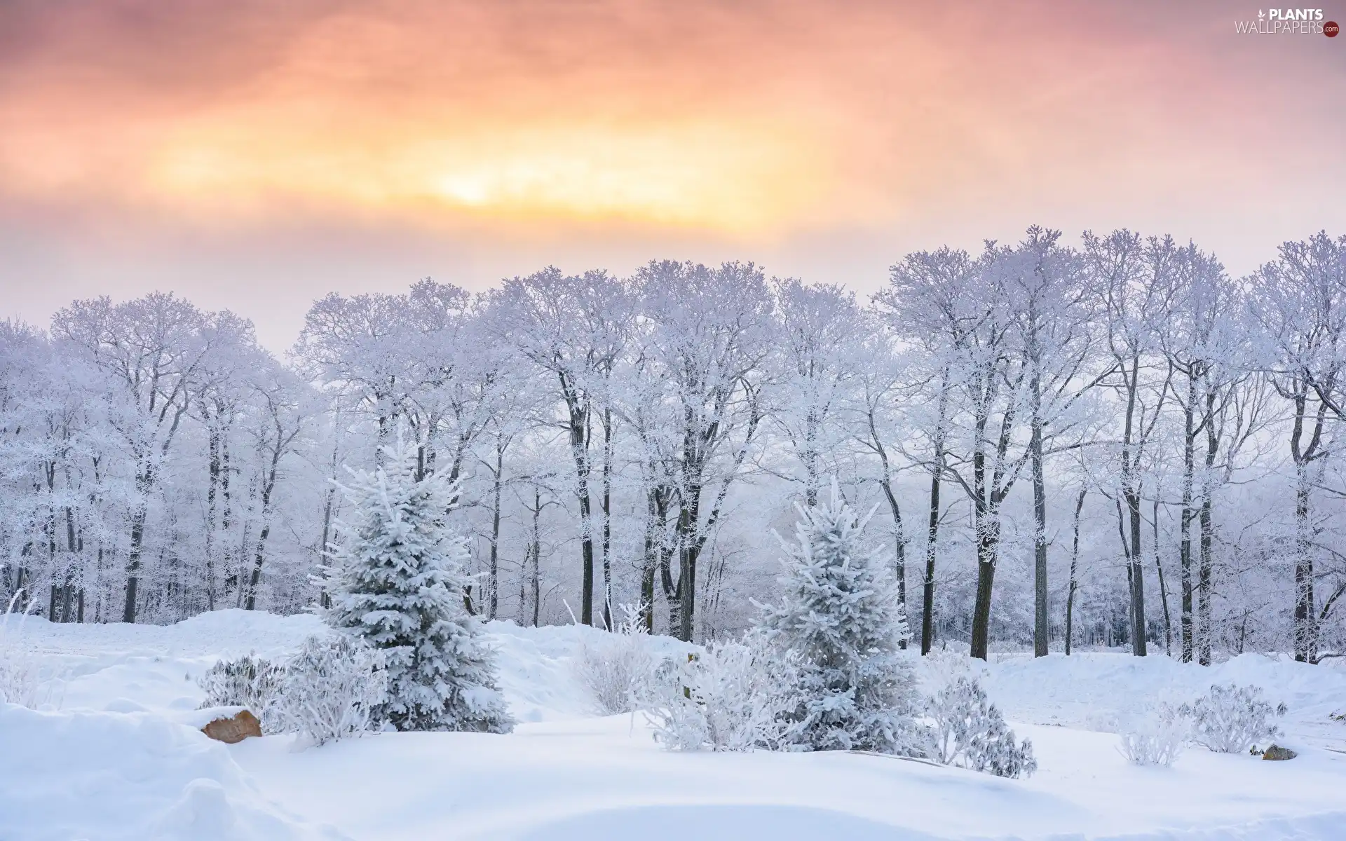 winter, trees, Sky, viewes, forest, snow, Great Sunsets