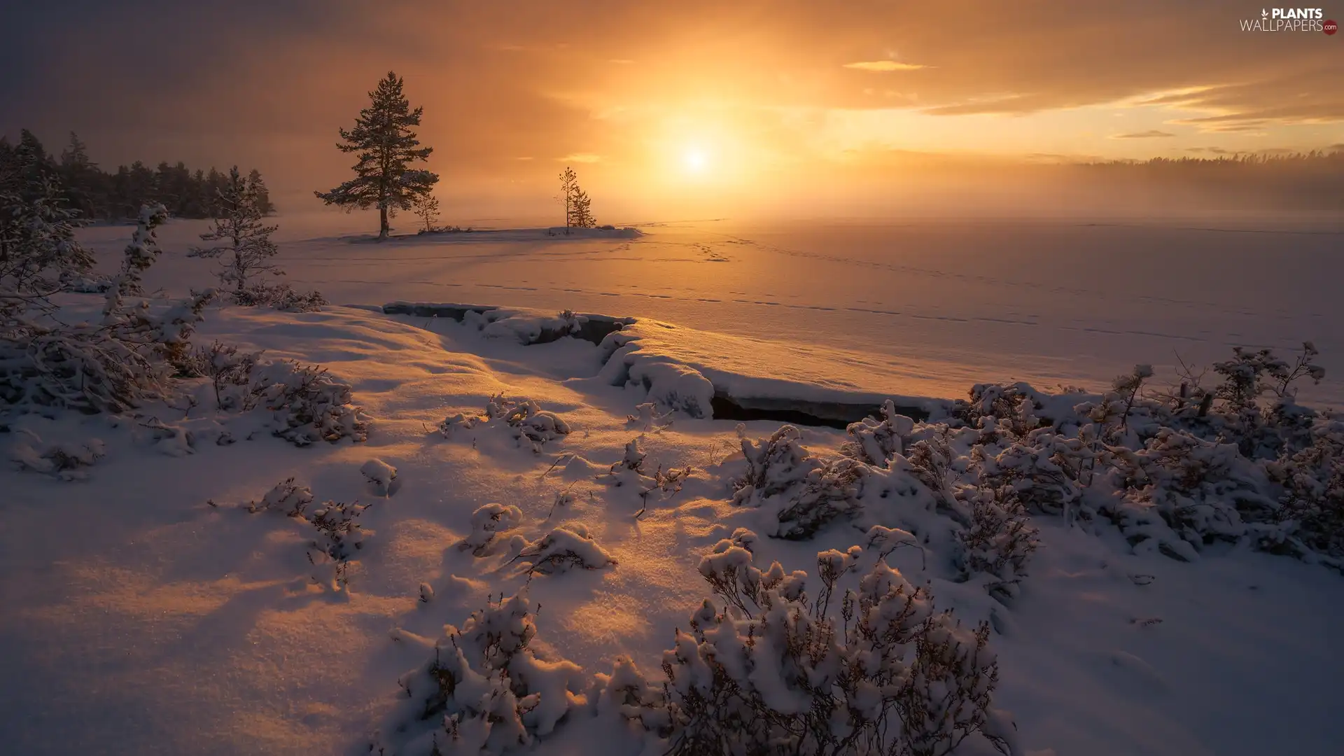 viewes, winter, snowy, Ringerike, lake, Great Sunsets, snow, Norway, Plants, trees