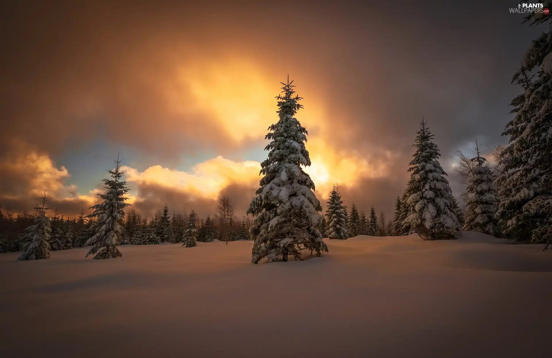 trees, snow, Spruces, Snowy, winter, viewes, Great Sunsets