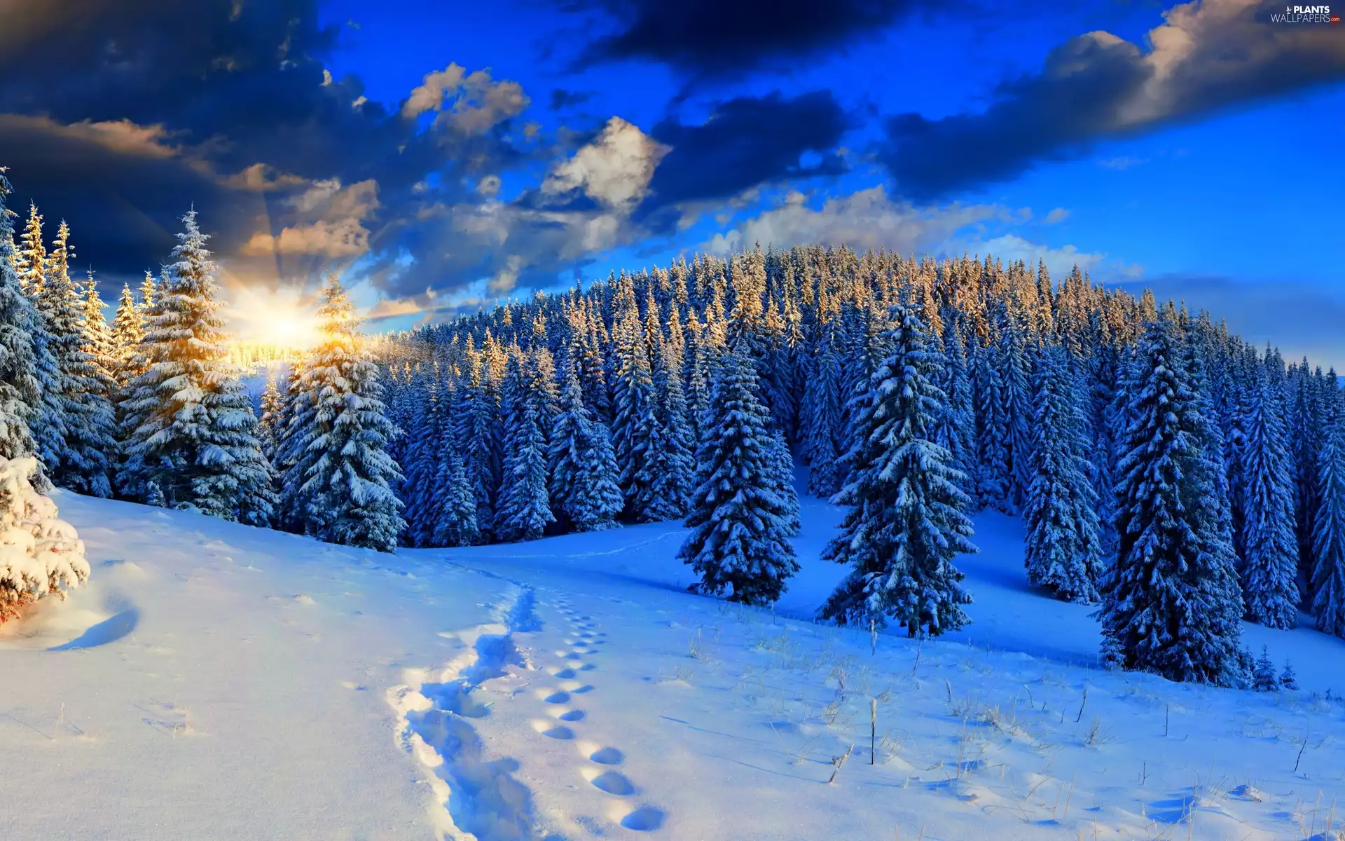 Great Sunsets, spruce, winter, forest