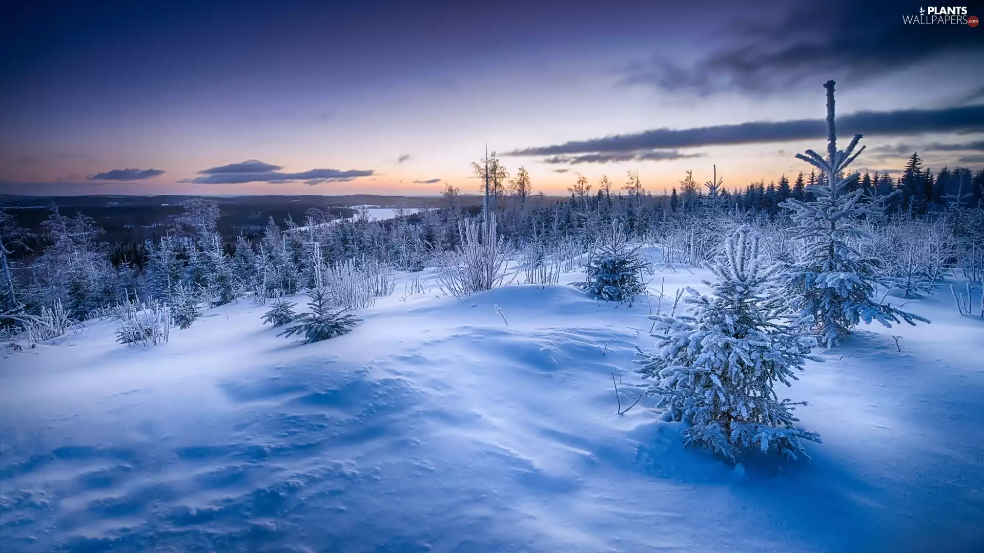 The Hills, Great Sunsets, winter, Spruces