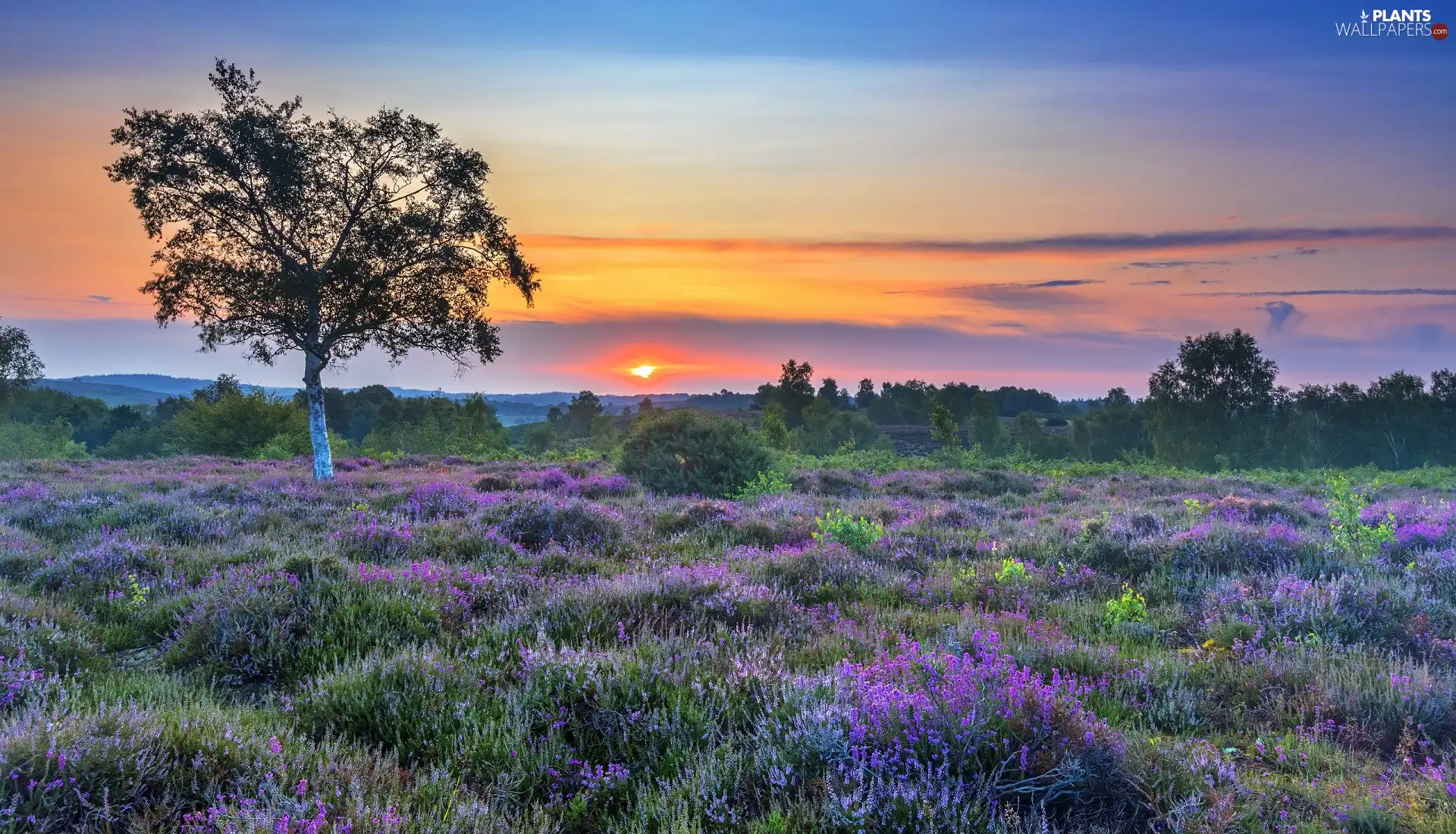 trees, birch-tree, heath, Heather ordinary, Great Sunsets