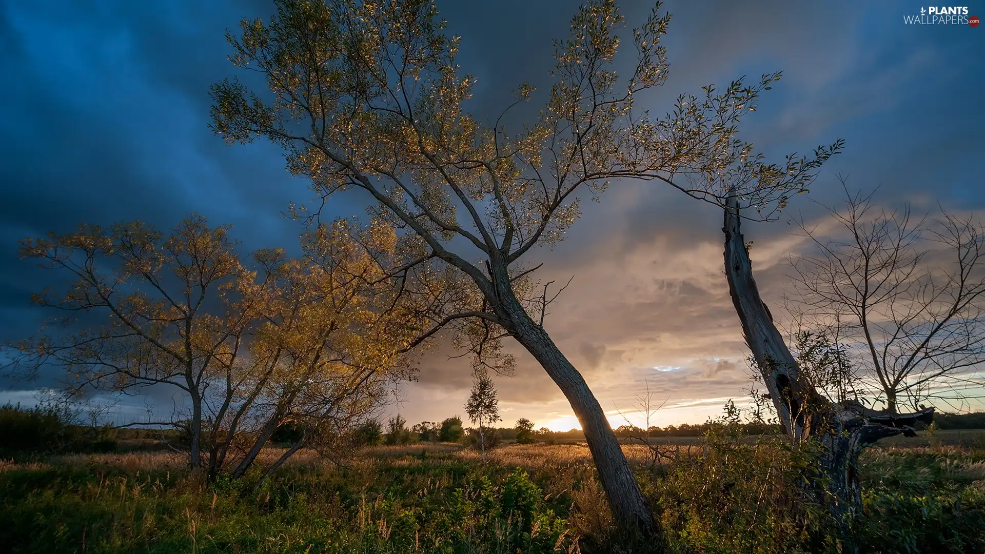 Great Sunsets, trees, viewes, autumn