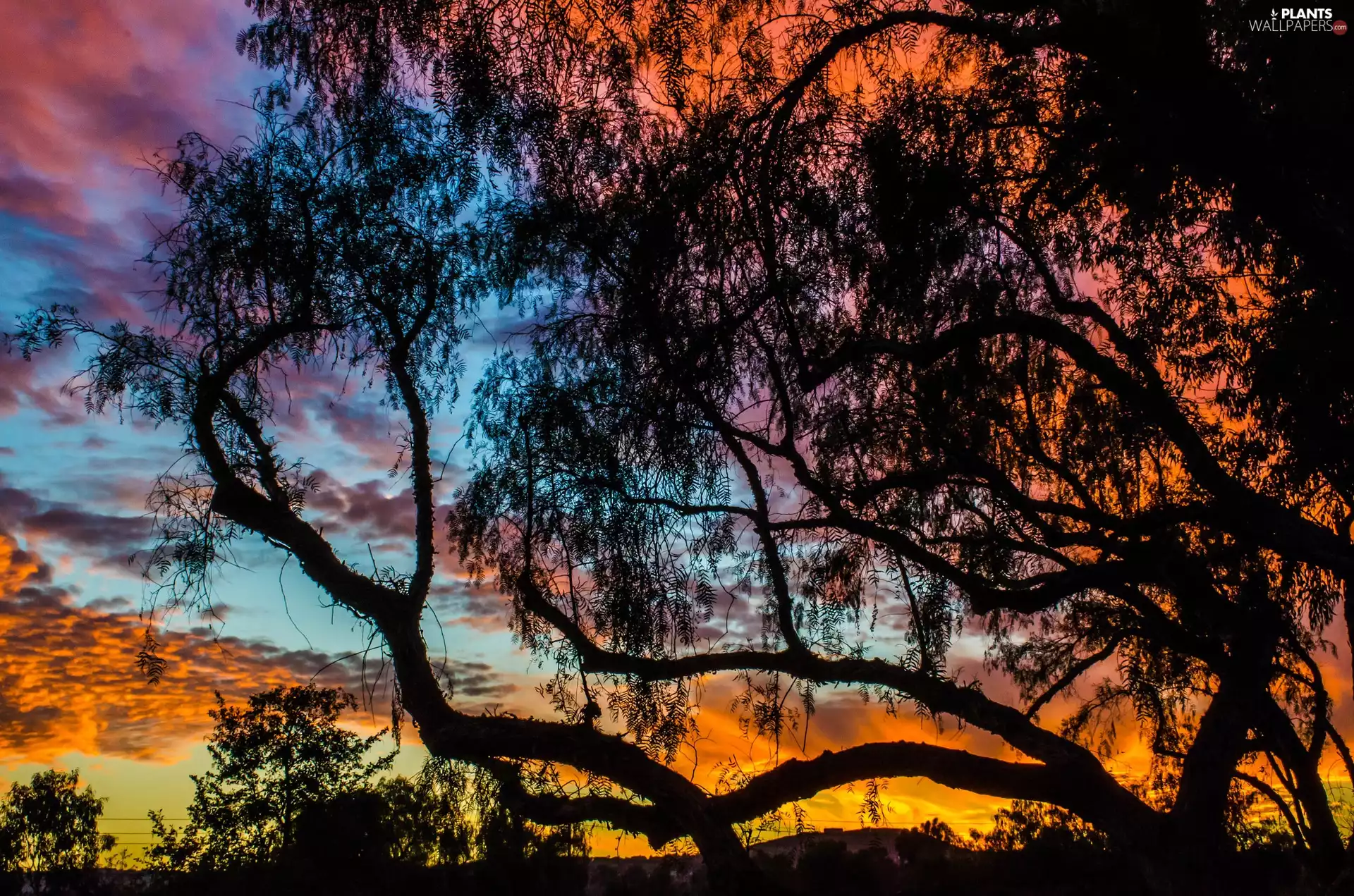 Great Sunsets, trees, viewes, clouds
