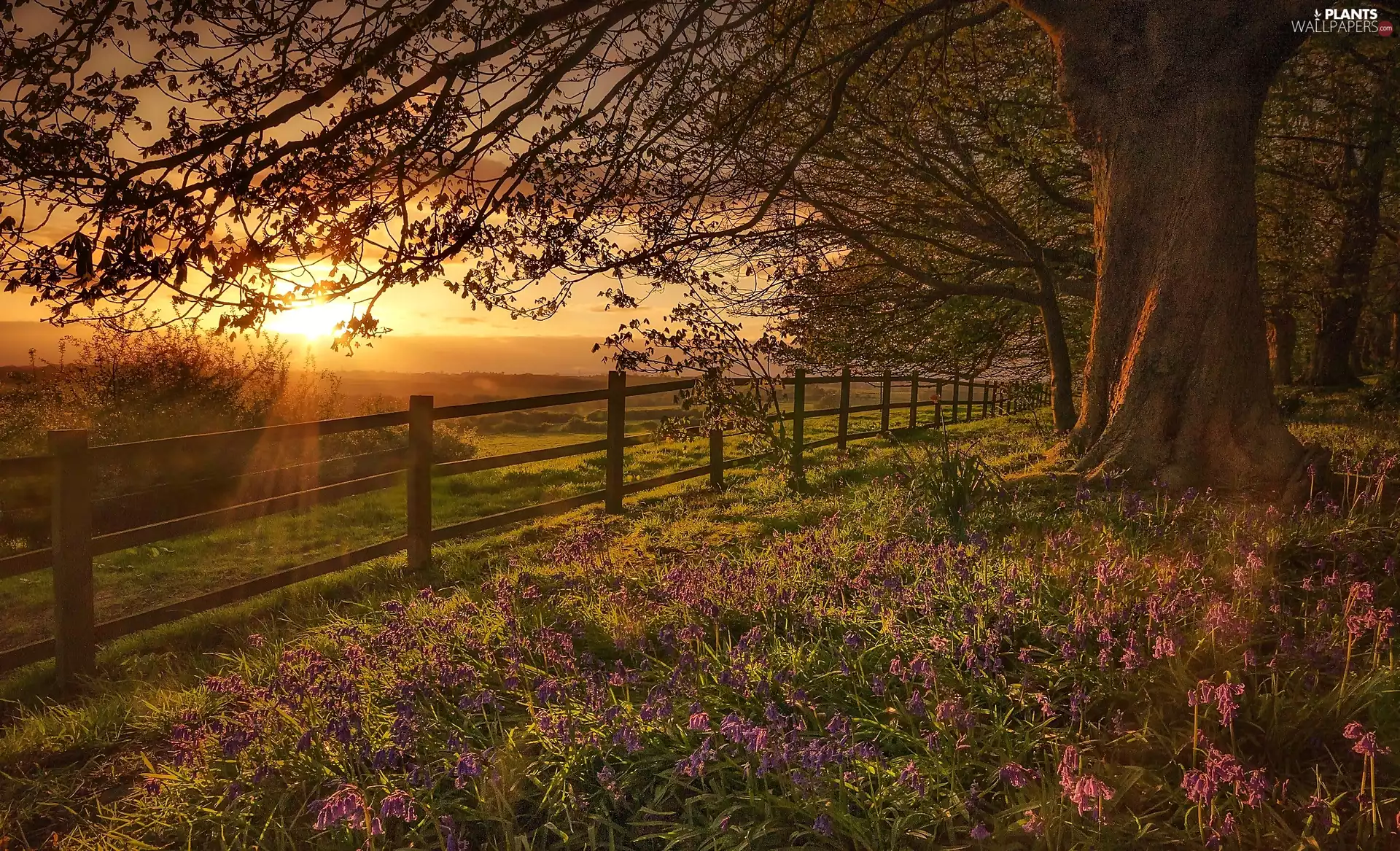 Great Sunsets, trees, Flowers, Fance