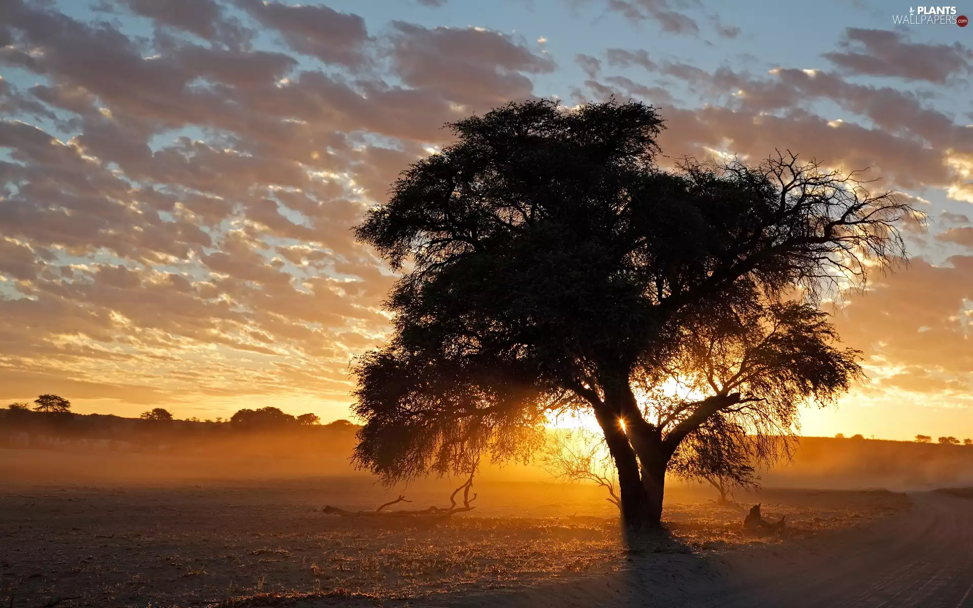 Great Sunsets, trees, clouds, Field