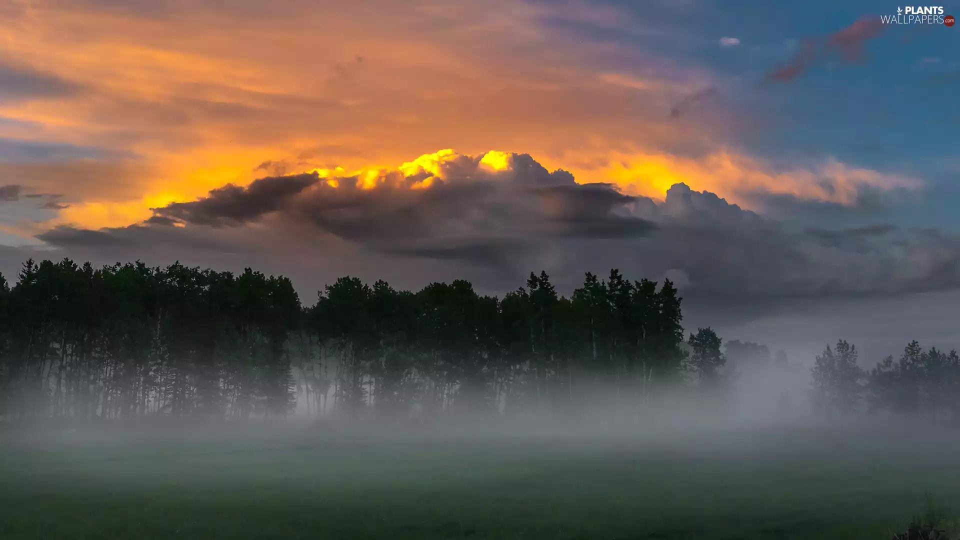 Great Sunsets, trees, viewes, Fog