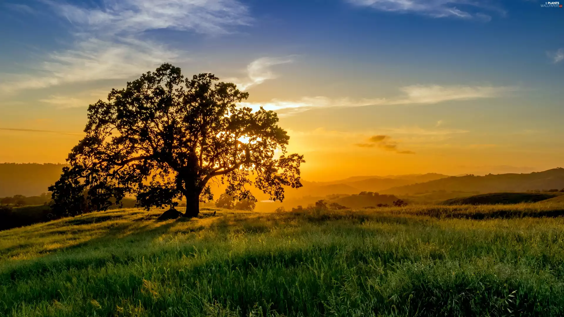 trees, Meadow, Great Sunsets