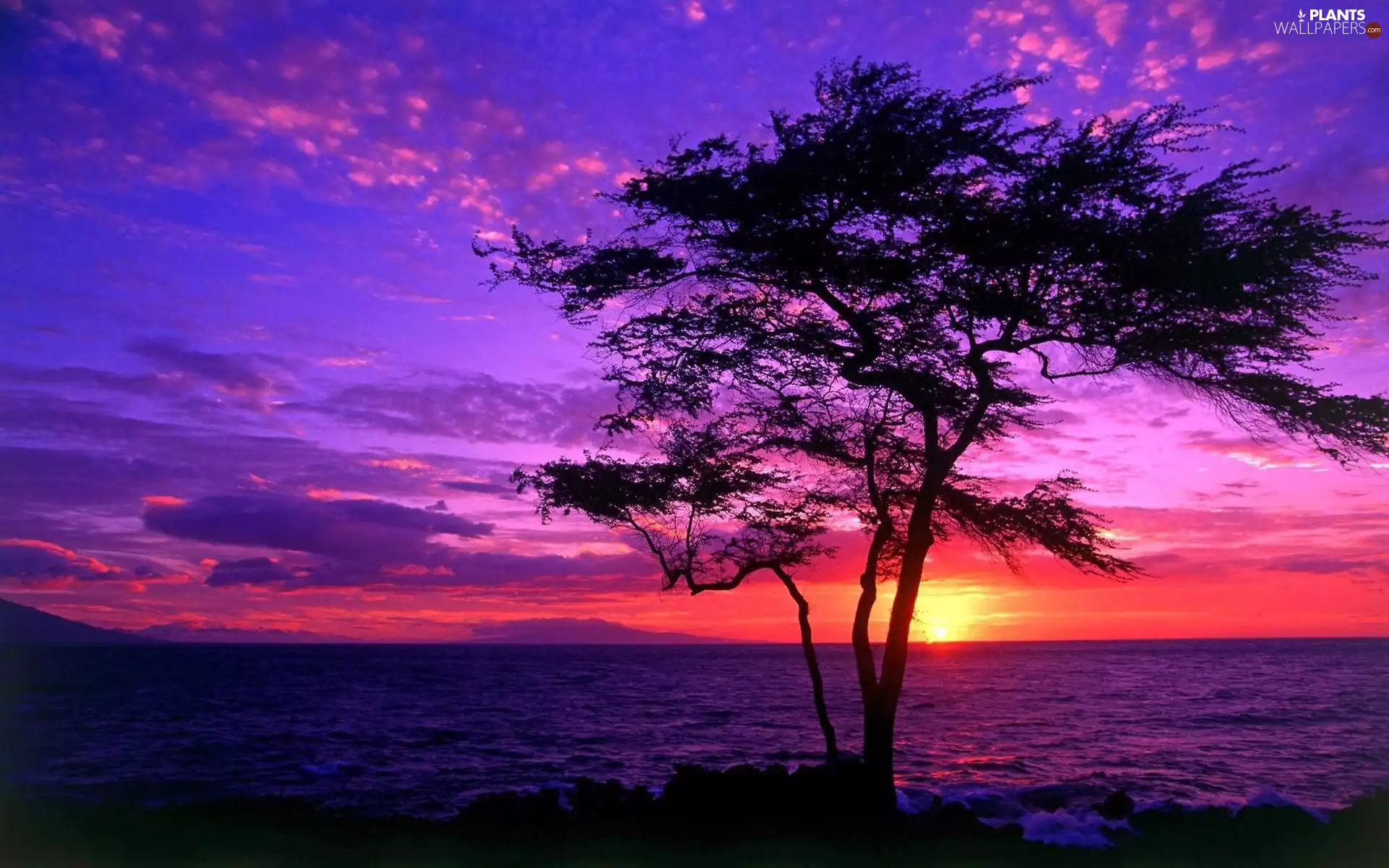 trees, sea, Great Sunsets