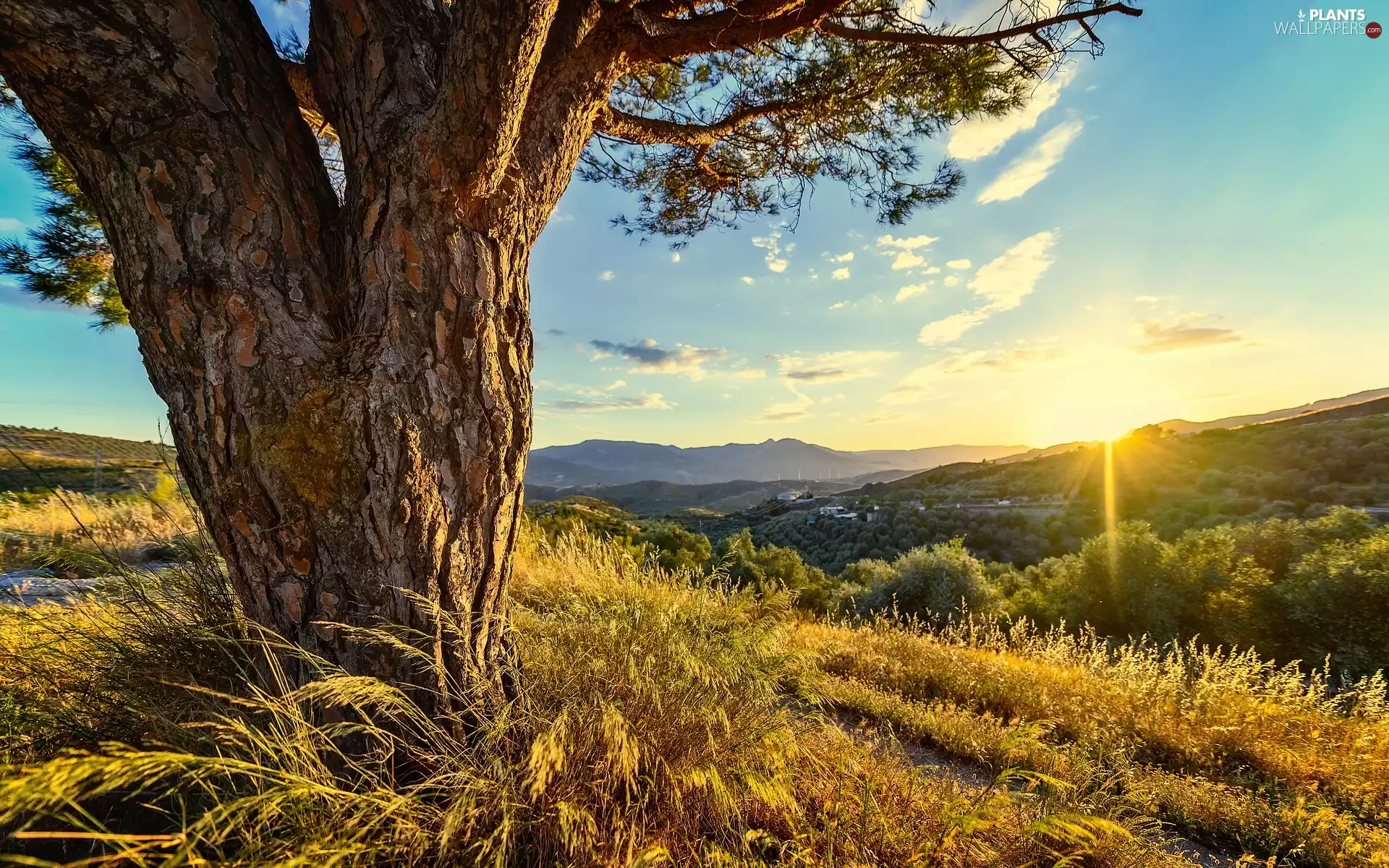 Great Sunsets, trees, grass, Hill