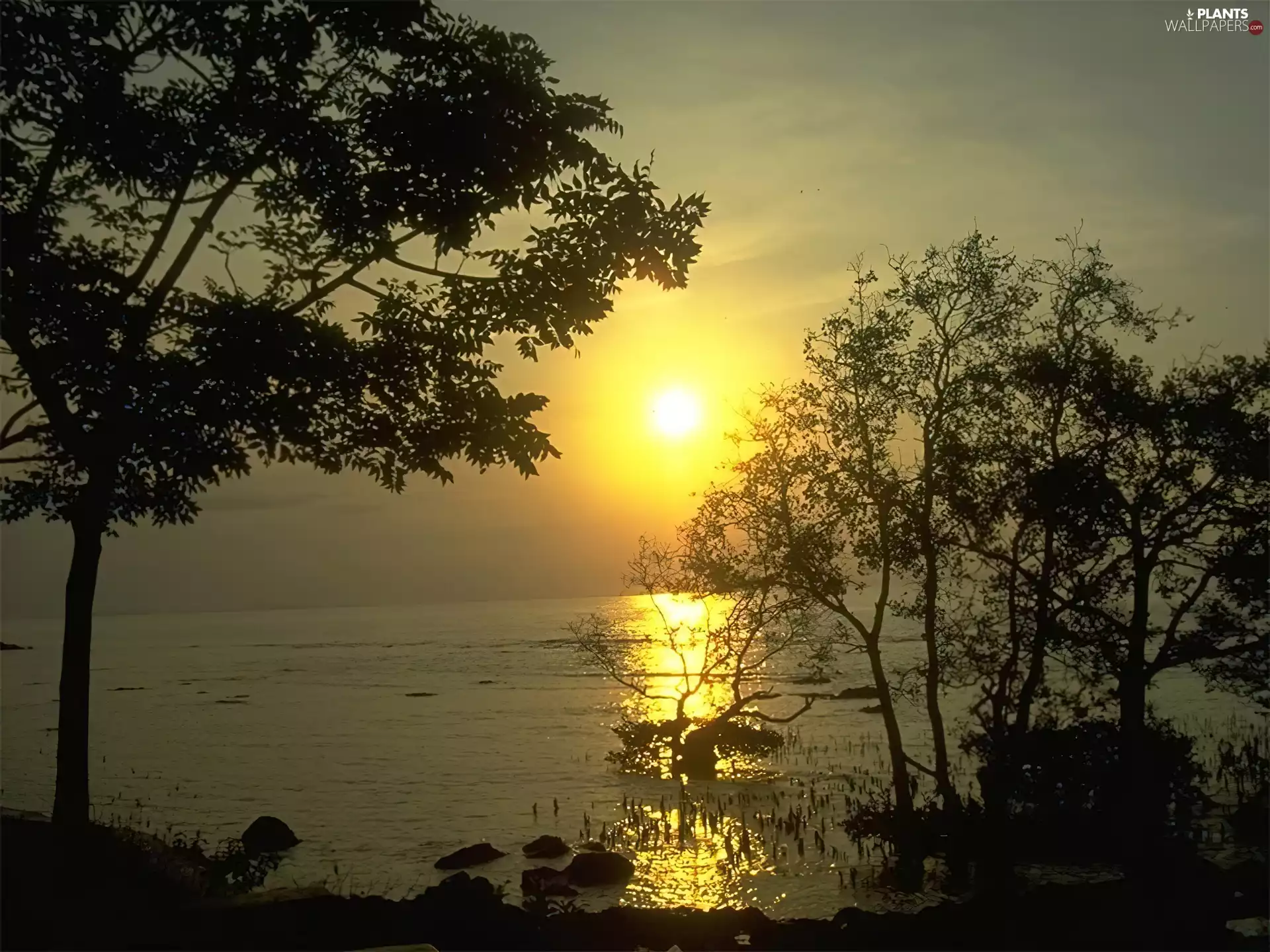 Great Sunsets, trees, viewes, lake