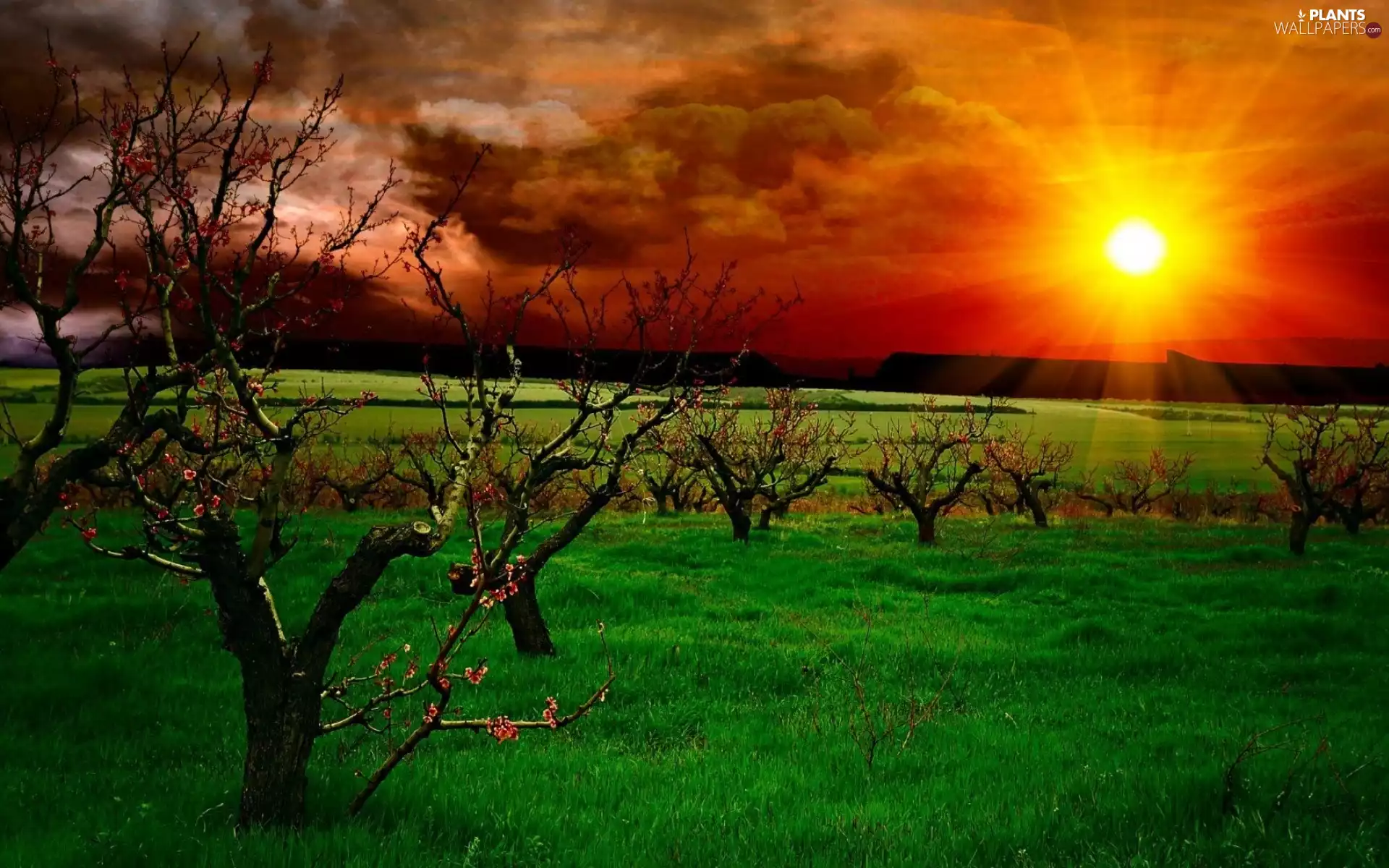 Great Sunsets, trees, viewes, Meadow